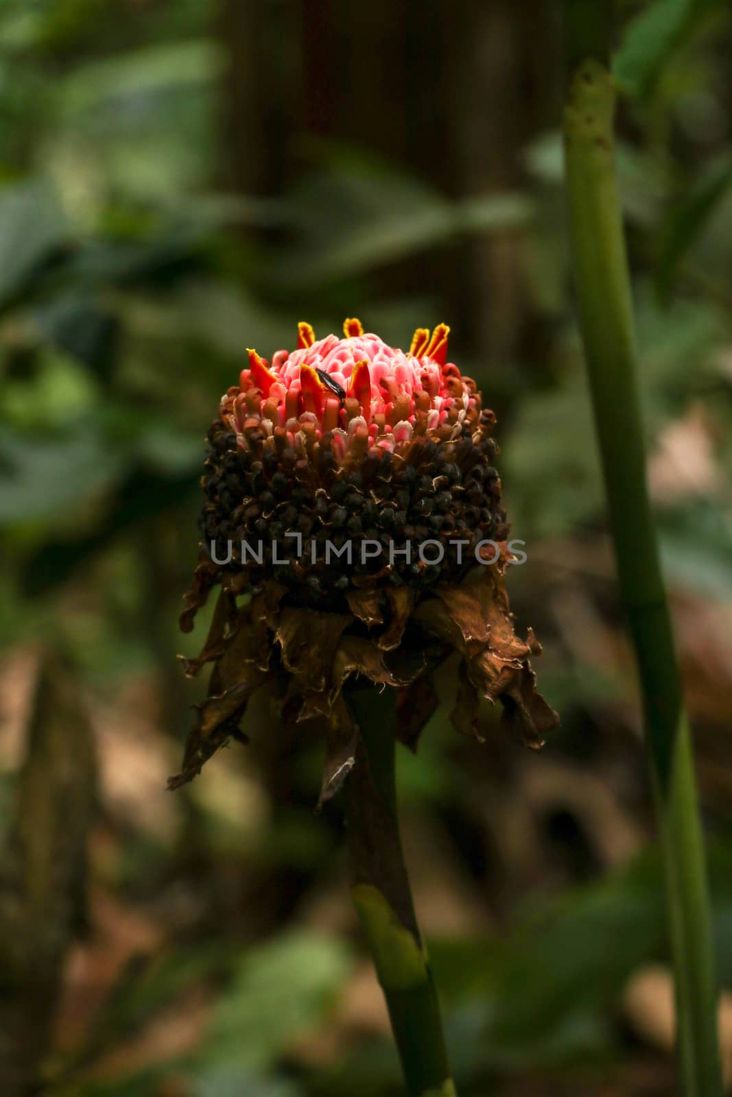 Etlingera elatior RED TORCH GINGER flower. The beautiful exotic ginger plant that gets unique red flowers and great green foliage. It is a species of herbaceous perennial plant and Botanical synonyms.