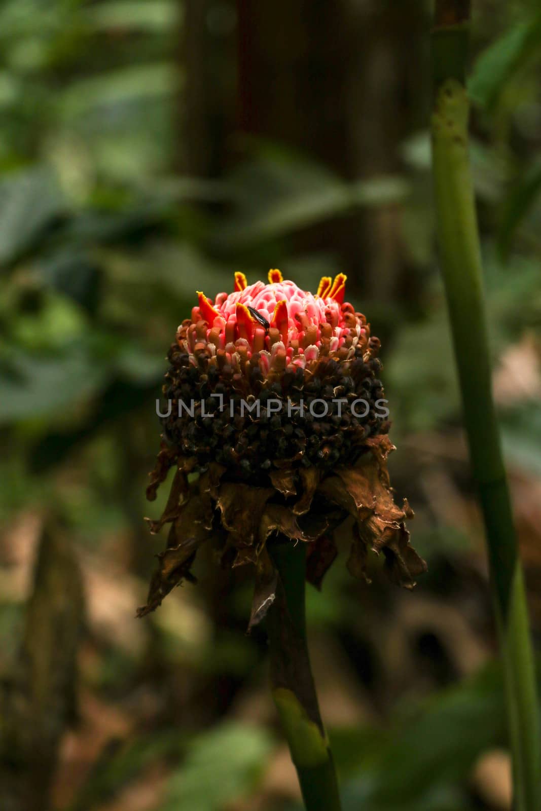 Etlingera elatior RED TORCH GINGER flower. The beautiful exotic ginger plant that gets unique red flowers and great green foliage. It is a species of herbaceous perennial plant and Botanical synonyms.