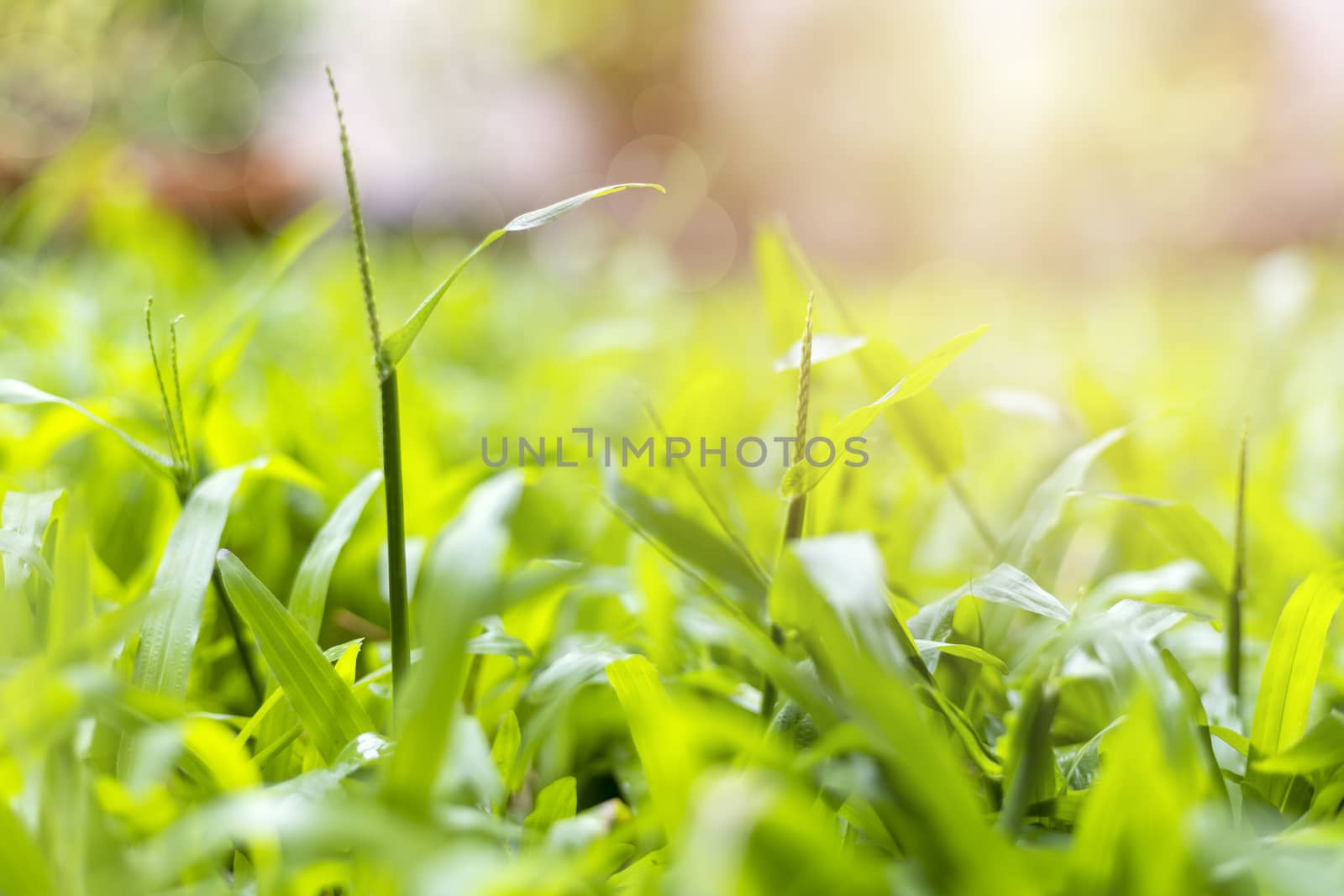 Abstract natural backgrounds. grass backgrounds by Satrinekarn