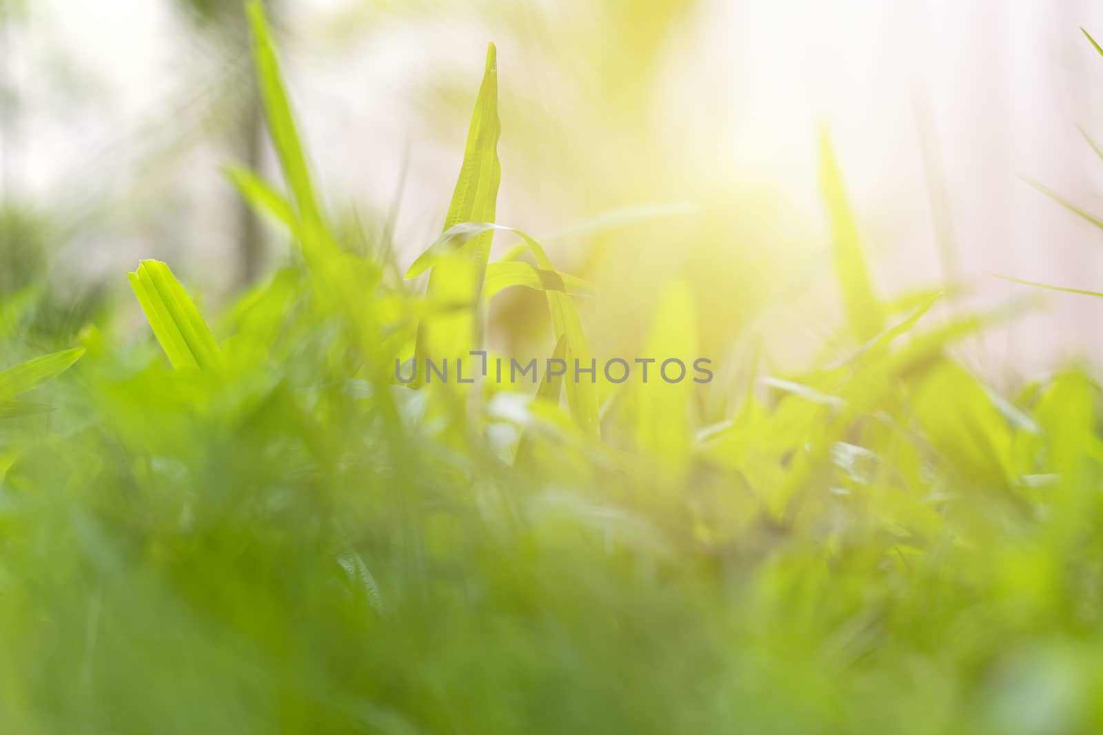 Abstract natural backgrounds. grass backgrounds. With copy space by Satrinekarn