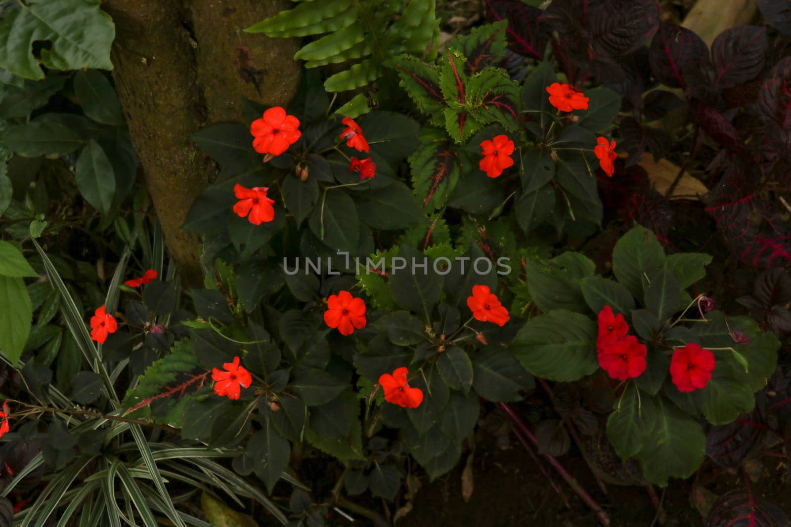 Colorful flowerbed of Busy Lizzie, scientific name Impatiens walleriana. Blossoms in pink, orange, white or red. Summer flowers Impatiens Walleriana. Balsam, Impatiens, Garden Balsam, Zanzibar Balsam.