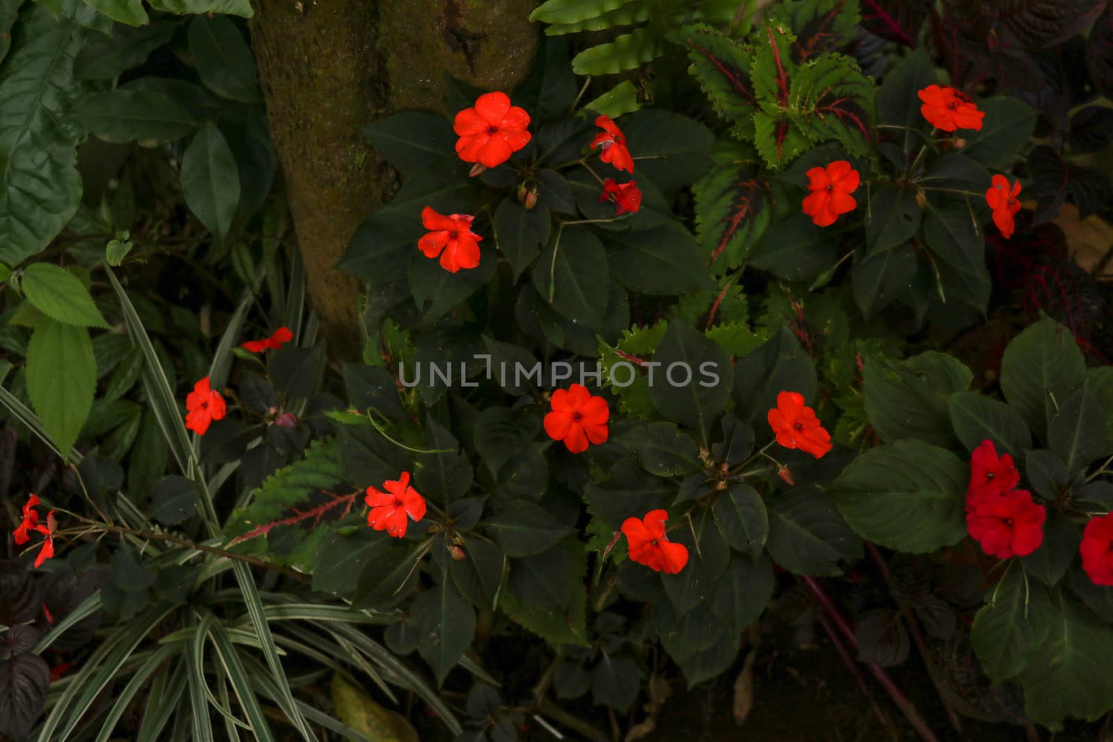 Colorful flowerbed of Busy Lizzie, scientific name Impatiens walleriana. Blossoms in pink, orange, white or red. Summer flowers Impatiens Walleriana. Balsam, Impatiens, Garden Balsam, Zanzibar Balsam.