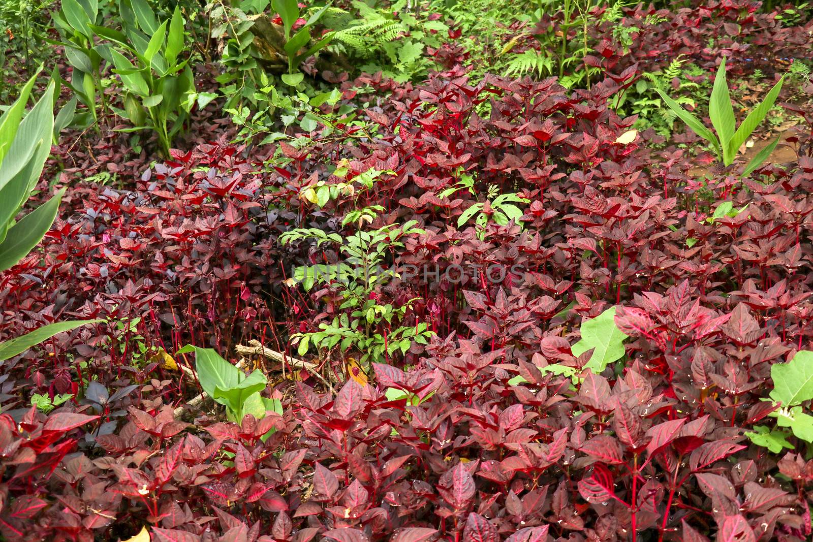 Cordyline fruticosa evergreen flowering plant, Asparagaceae. Red plant is of great cultural importance to traditional animistic religions of Southeast Asia. Cultivated for food, traditional medicine.