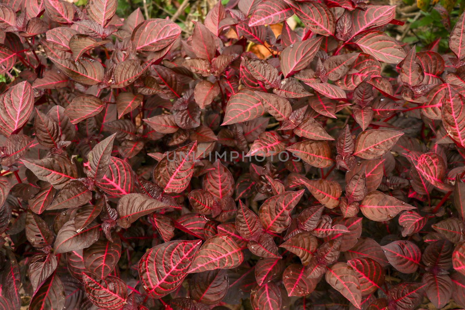 Cordyline fruticosa leaves, Cordyline terminalis or Ti plant. Red leaf pink form growing in the jungle. Rich vegetation. Red and green leaves. Best texture background for your project.