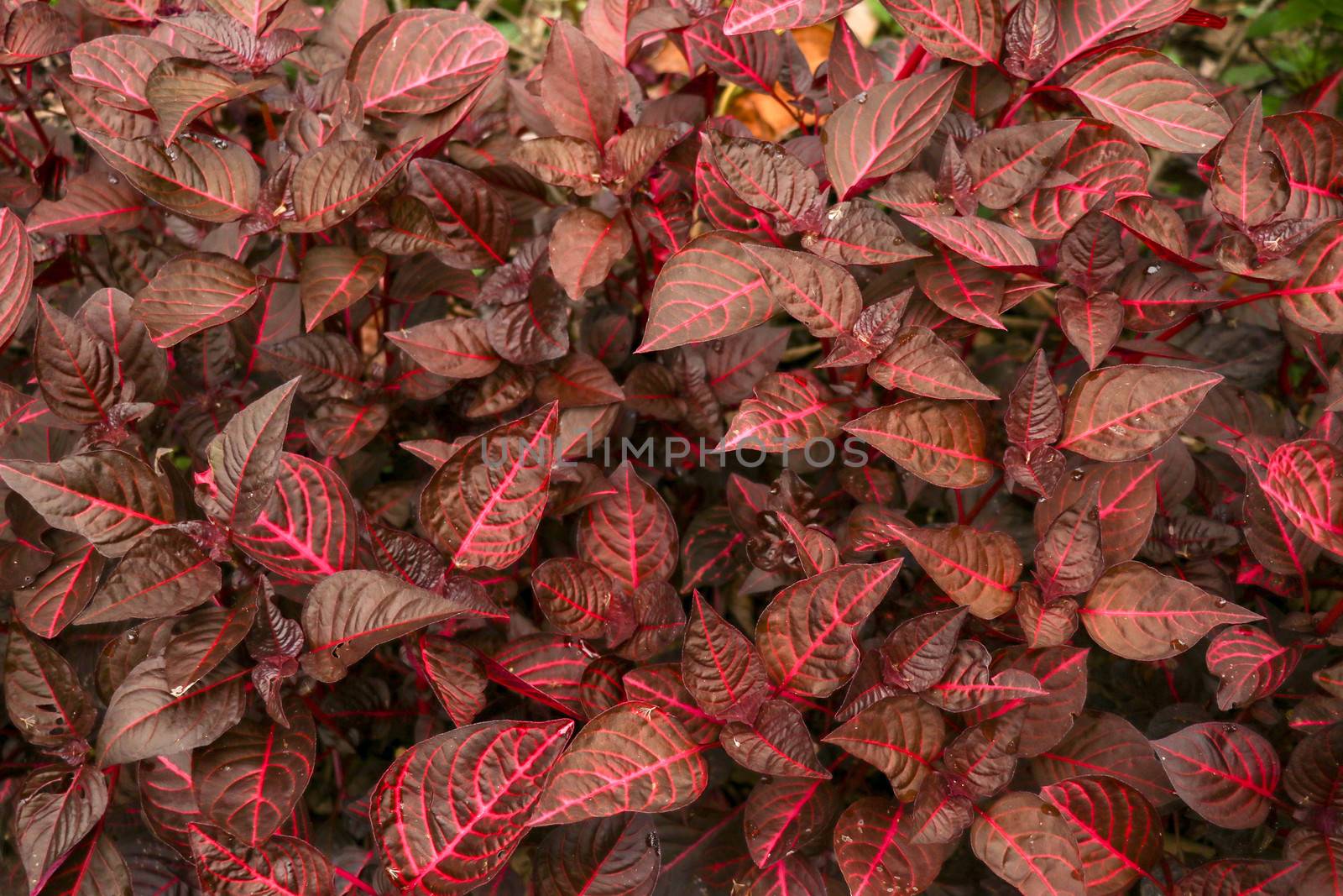 Cordyline fruticosa leaves, Cordyline terminalis or Ti plant. Red leaf pink form growing in the jungle. Rich vegetation. Red and green leaves. Best texture background for your project.