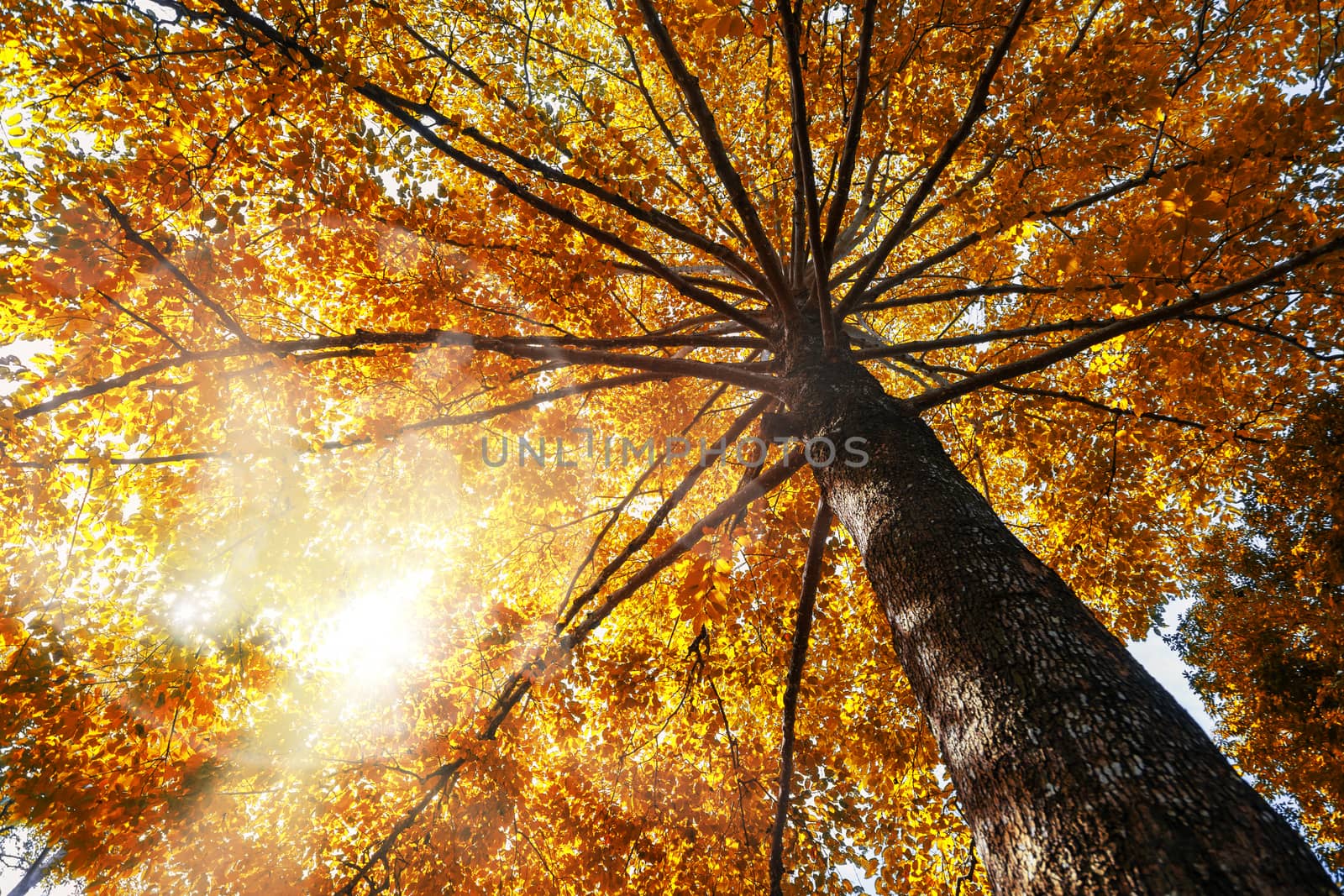 Autumn concept. Top tree with autumn Leaves shot from below and sun light.