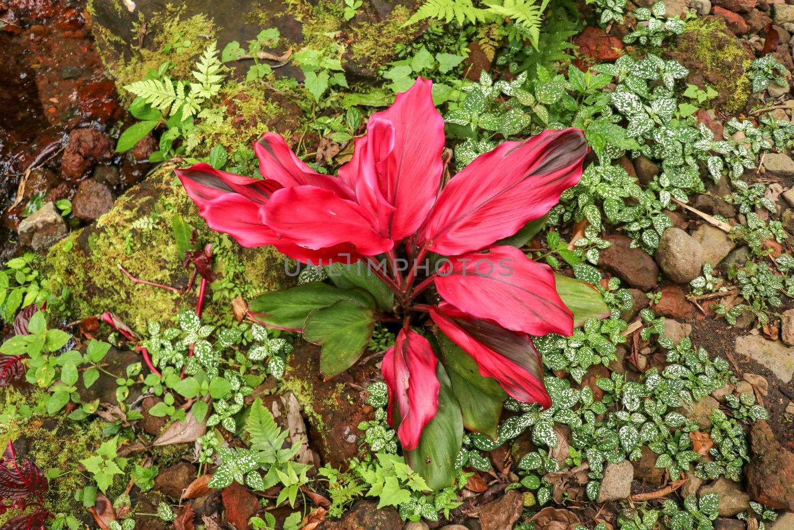 Cordyline fruticosa evergreen flowering plant, Asparagaceae. Red plant is of great cultural importance to traditional animistic religions of Southeast Asia. Cultivated for food, traditional medicine.