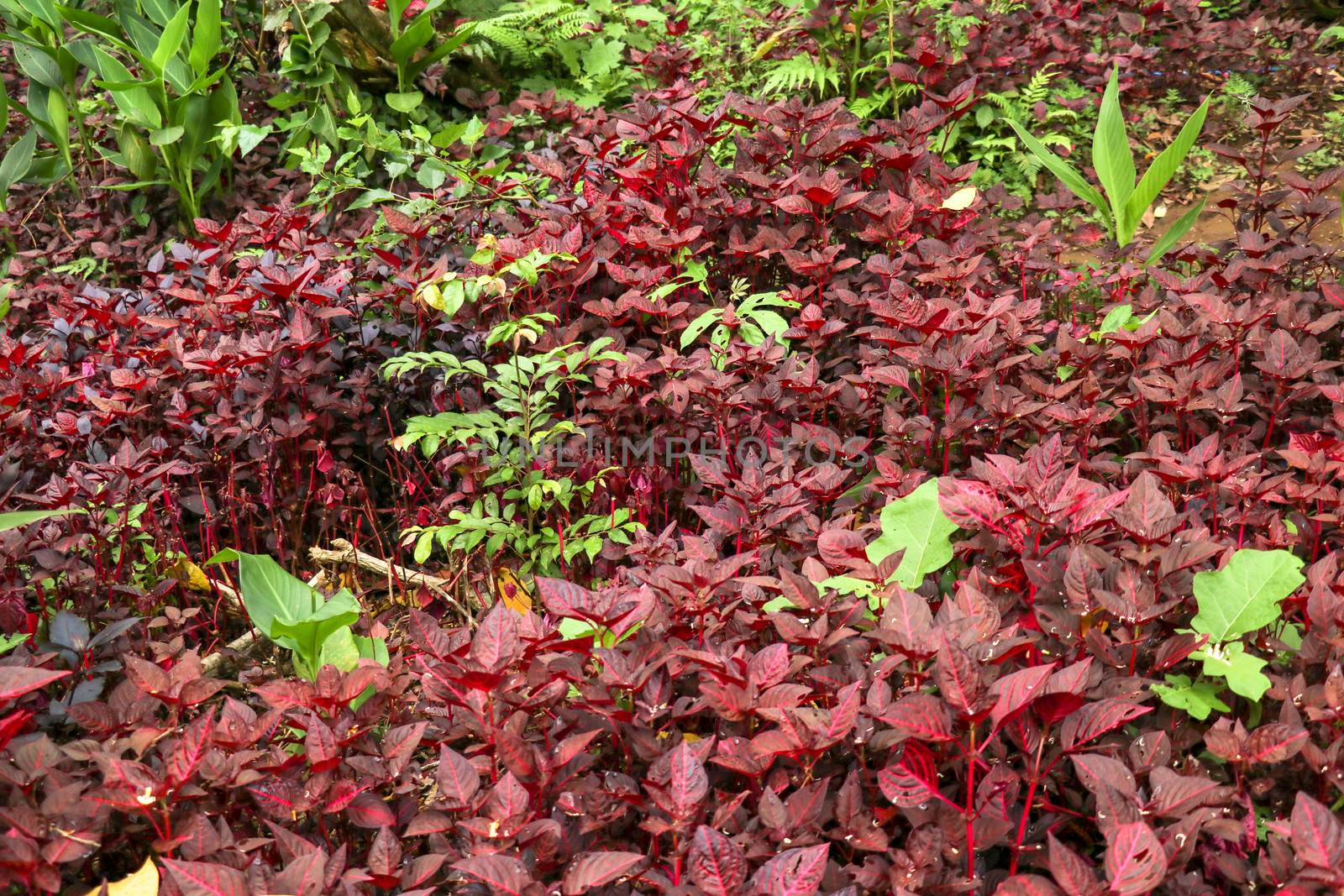 Cordyline fruticosa leaves, Cordyline terminalis or Ti plant. Red leaf pink form growing in the jungle. Rich vegetation. Red and green leaves. Best texture background for your project.