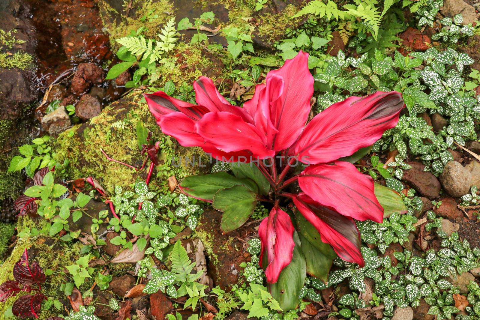 Cordyline fruticosa evergreen flowering plant, Asparagaceae. Red plant is of great cultural importance to traditional animistic religions of Southeast Asia. Cultivated for food, traditional medicine.