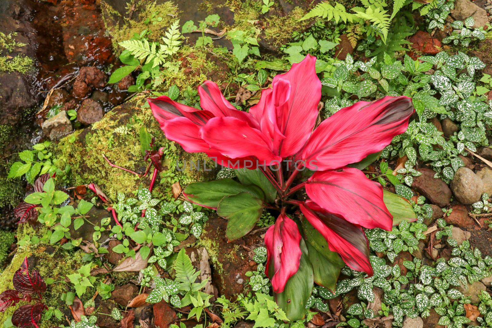 Cordyline fruticosa evergreen flowering plant, Asparagaceae. Red plant is of great cultural importance to traditional animistic religions of Southeast Asia. Cultivated for food, traditional medicine.