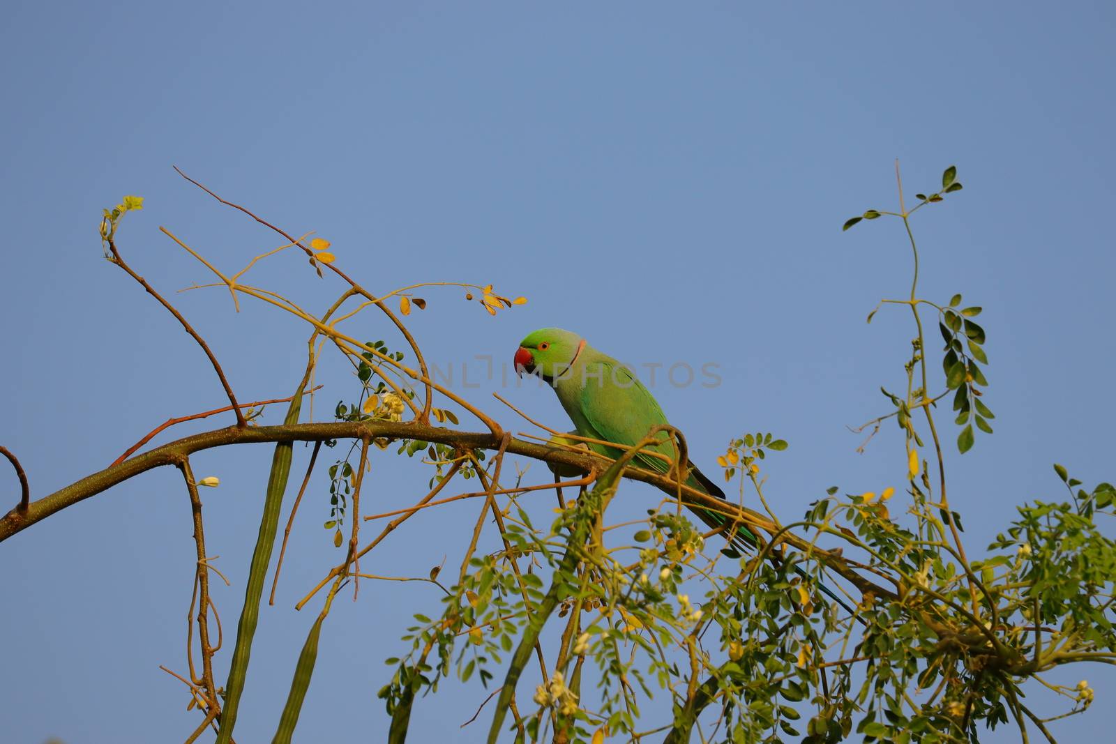 green parrot image , HD background, free bird background