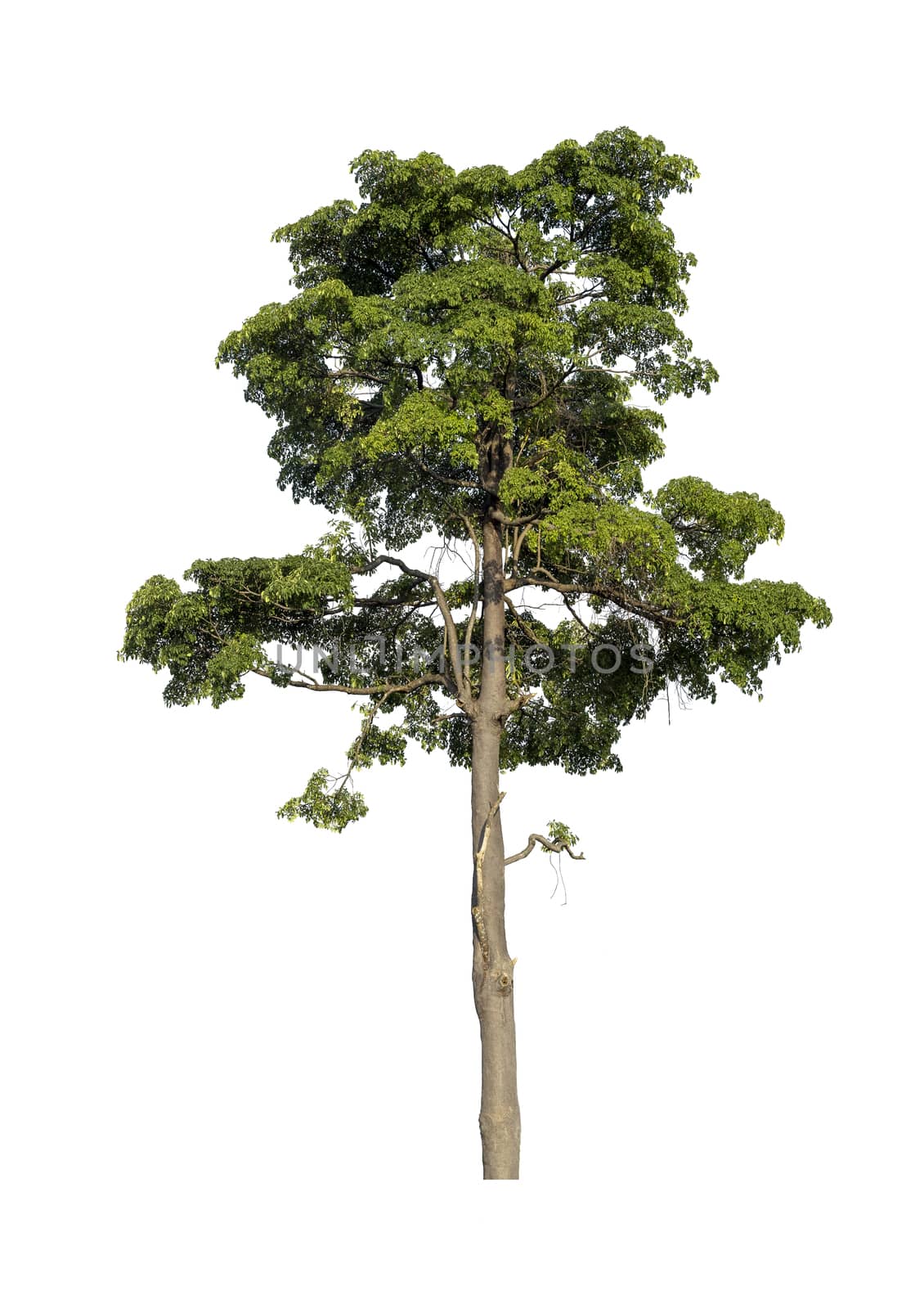Big tree isolated on white background.
