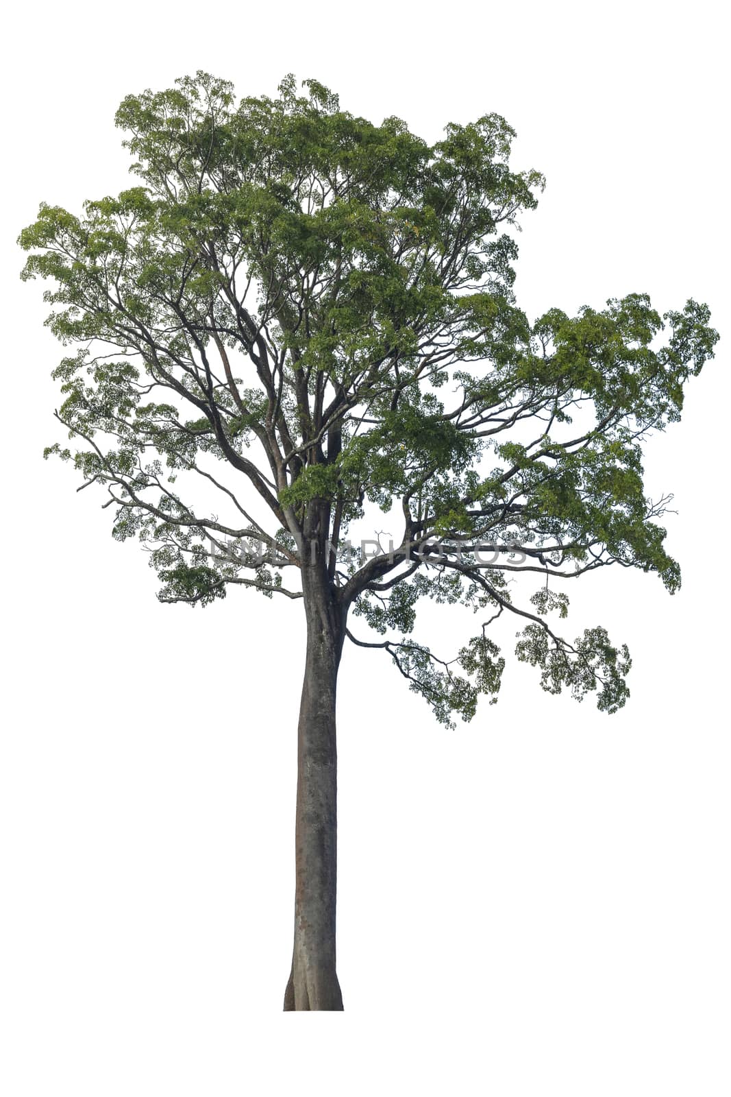 Big Tree isolated on white background.