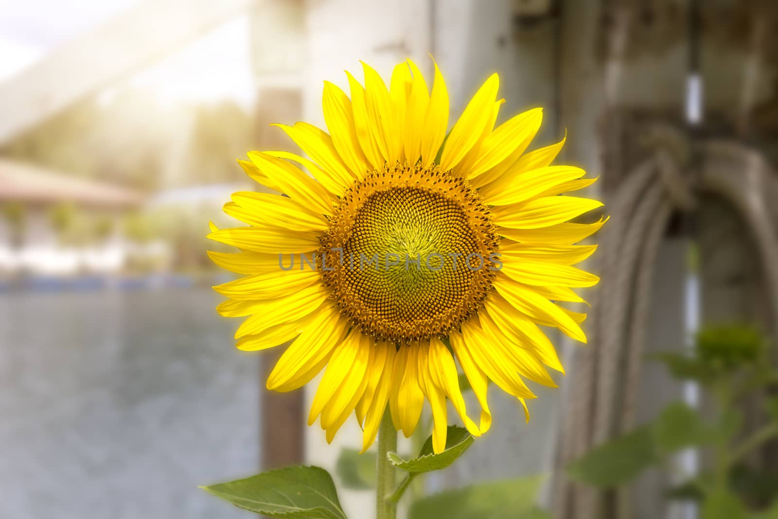 Flower sunflower in the garden. With copy space for text or design.