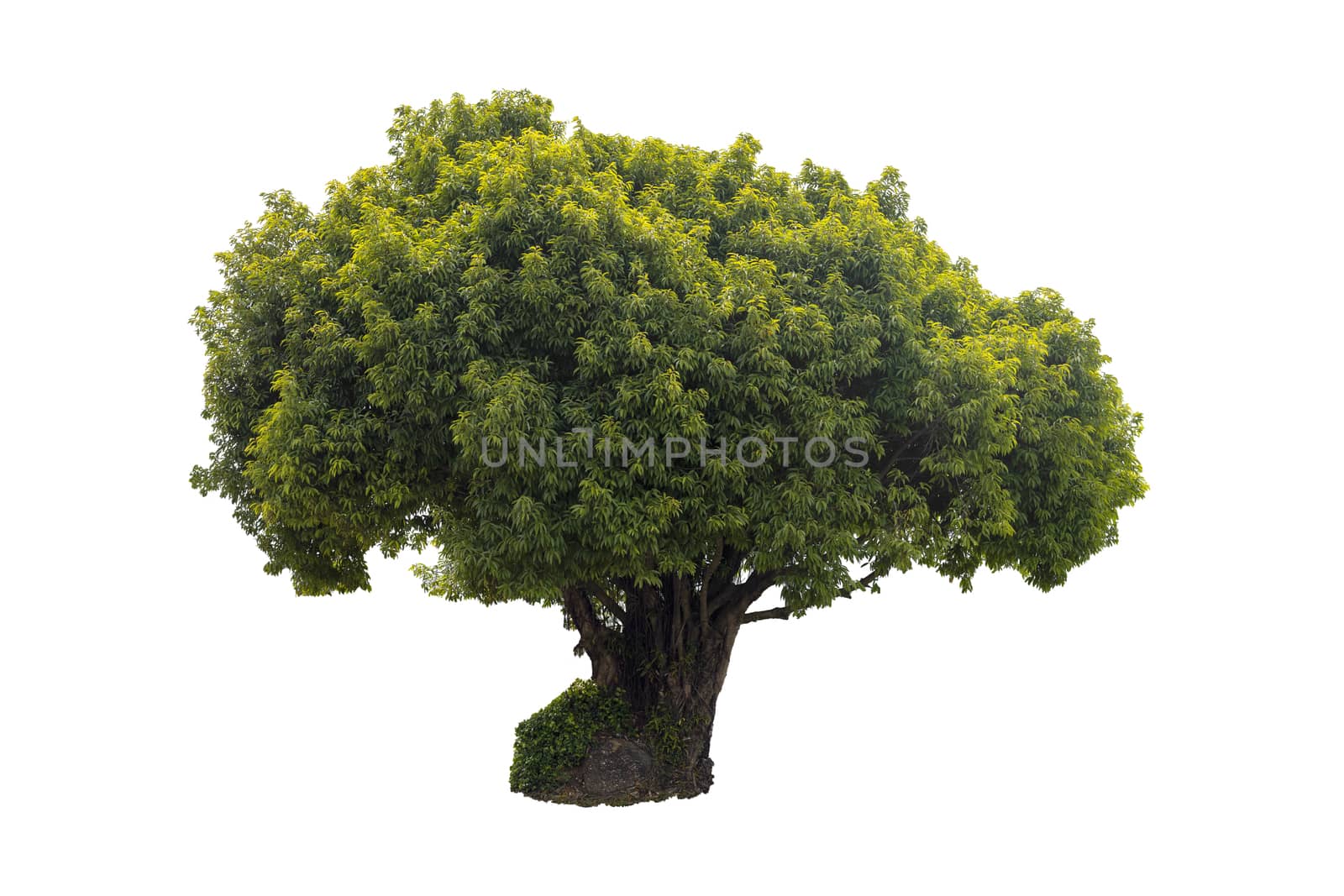 Tree isolated on white background.
