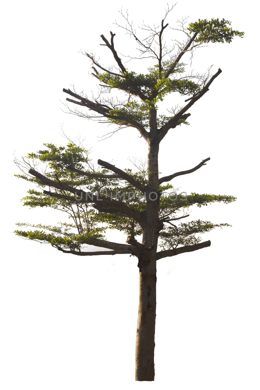Big tree isolated on white background.