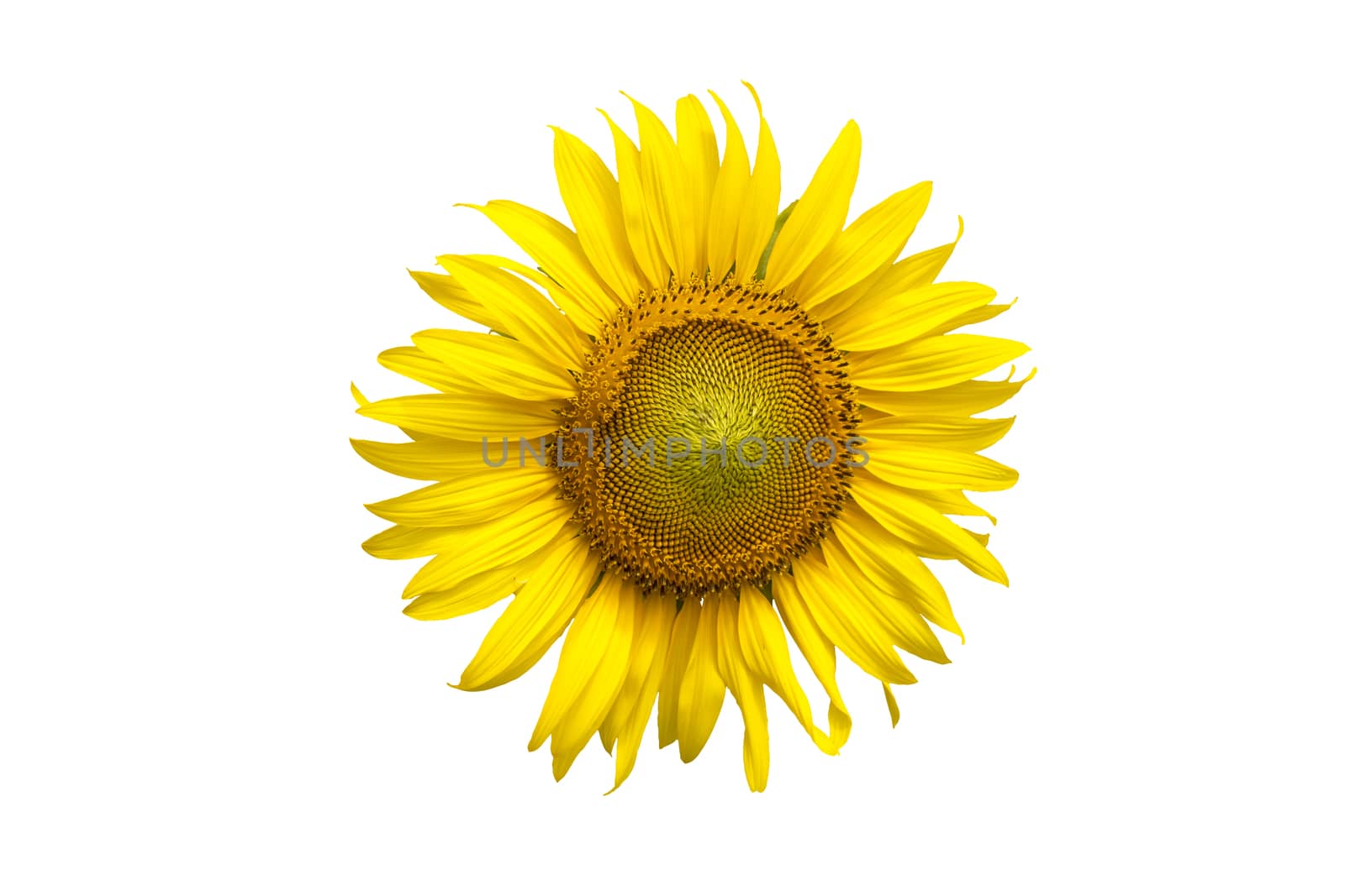 Flower, sunflower isolated on white background. Sunflower with seed. Save with clipping path.