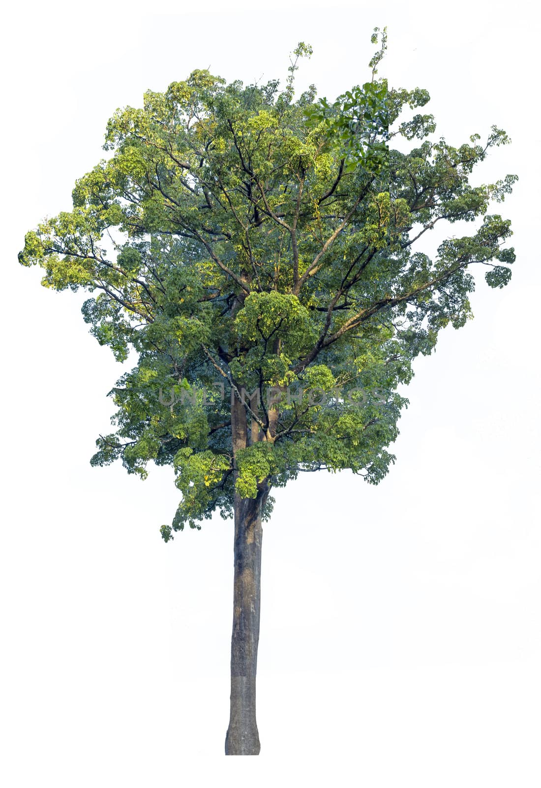 Big of tree isolated on white background. Alstonia scholaris tree isolated on white background.