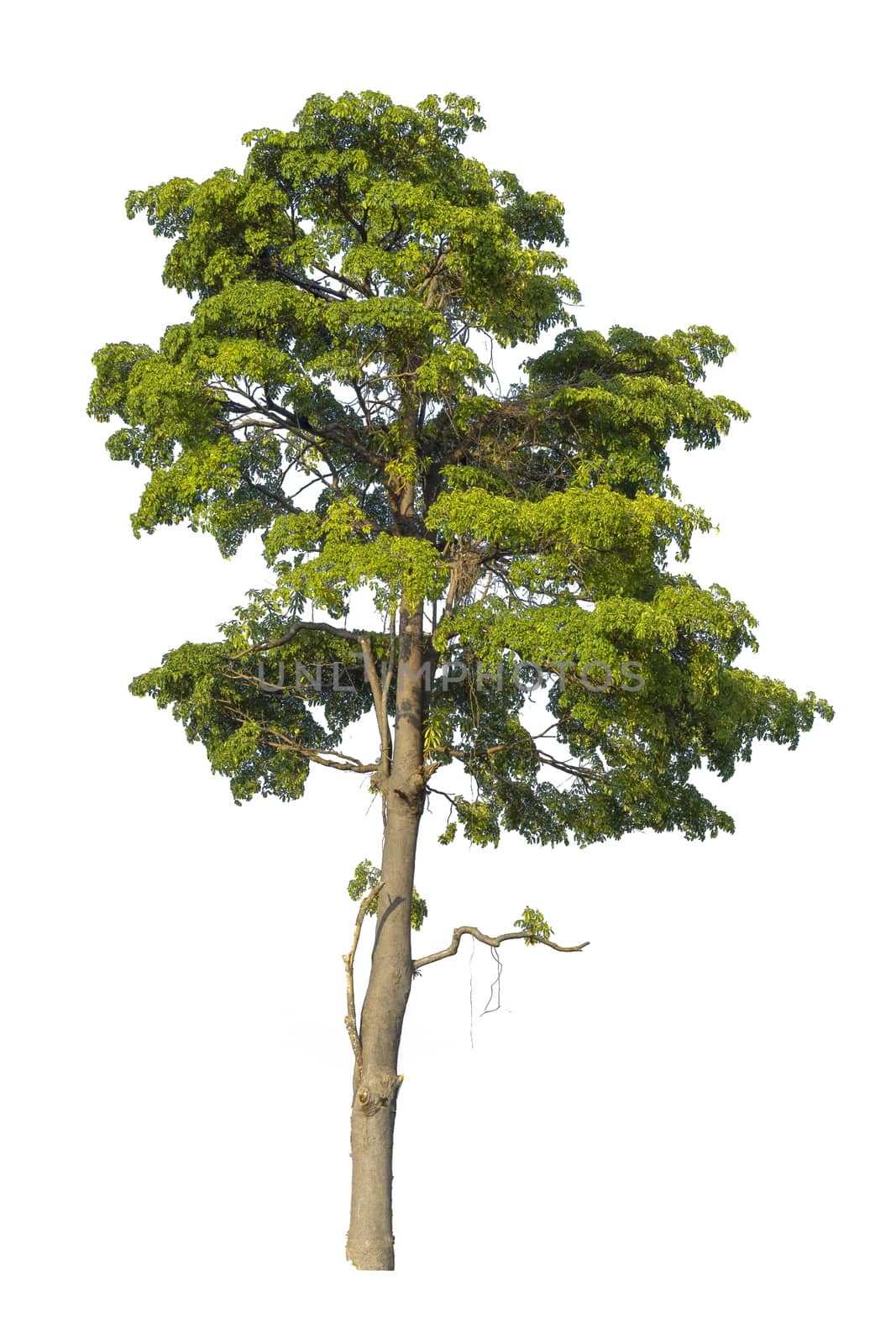 Big tree isolated on white background.