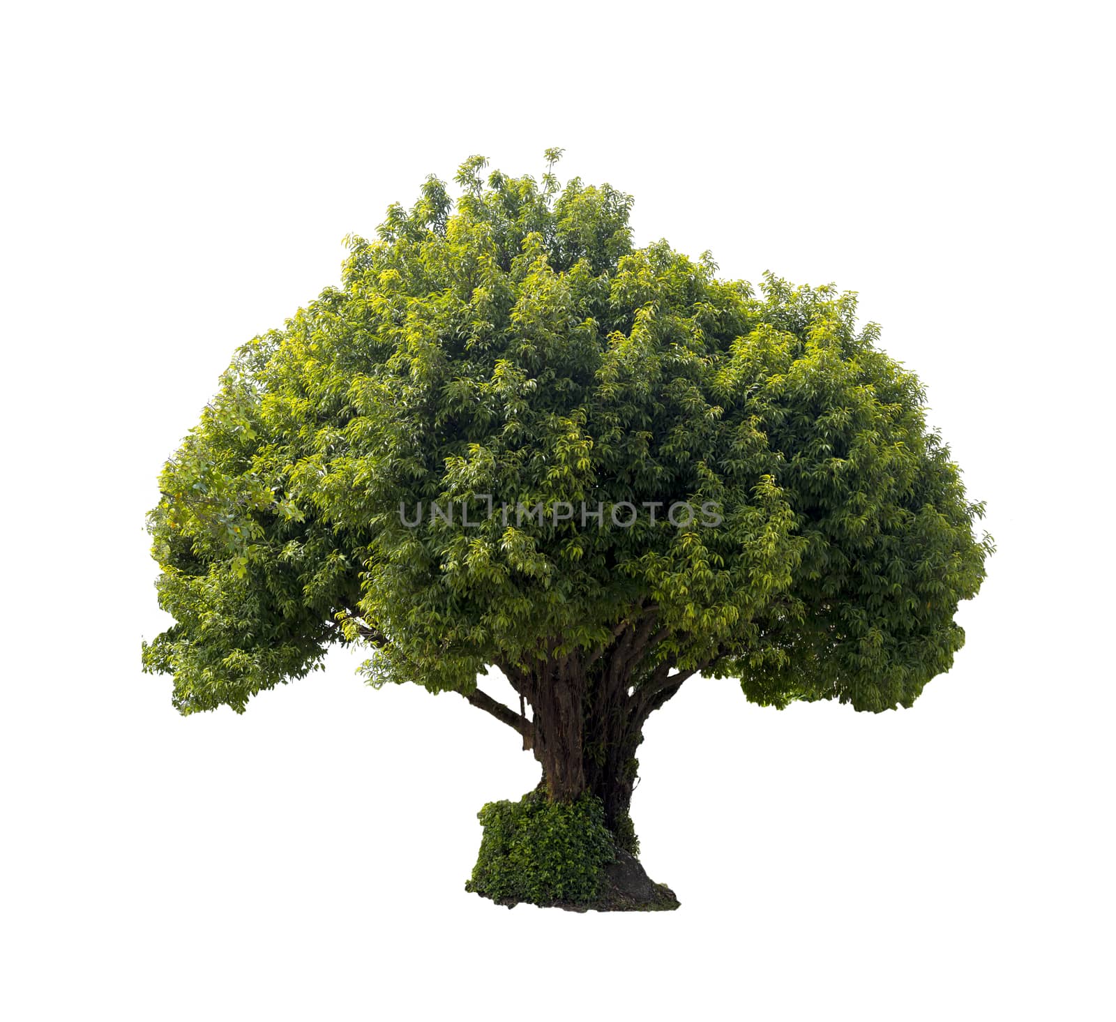 Big tree isolated on white background.