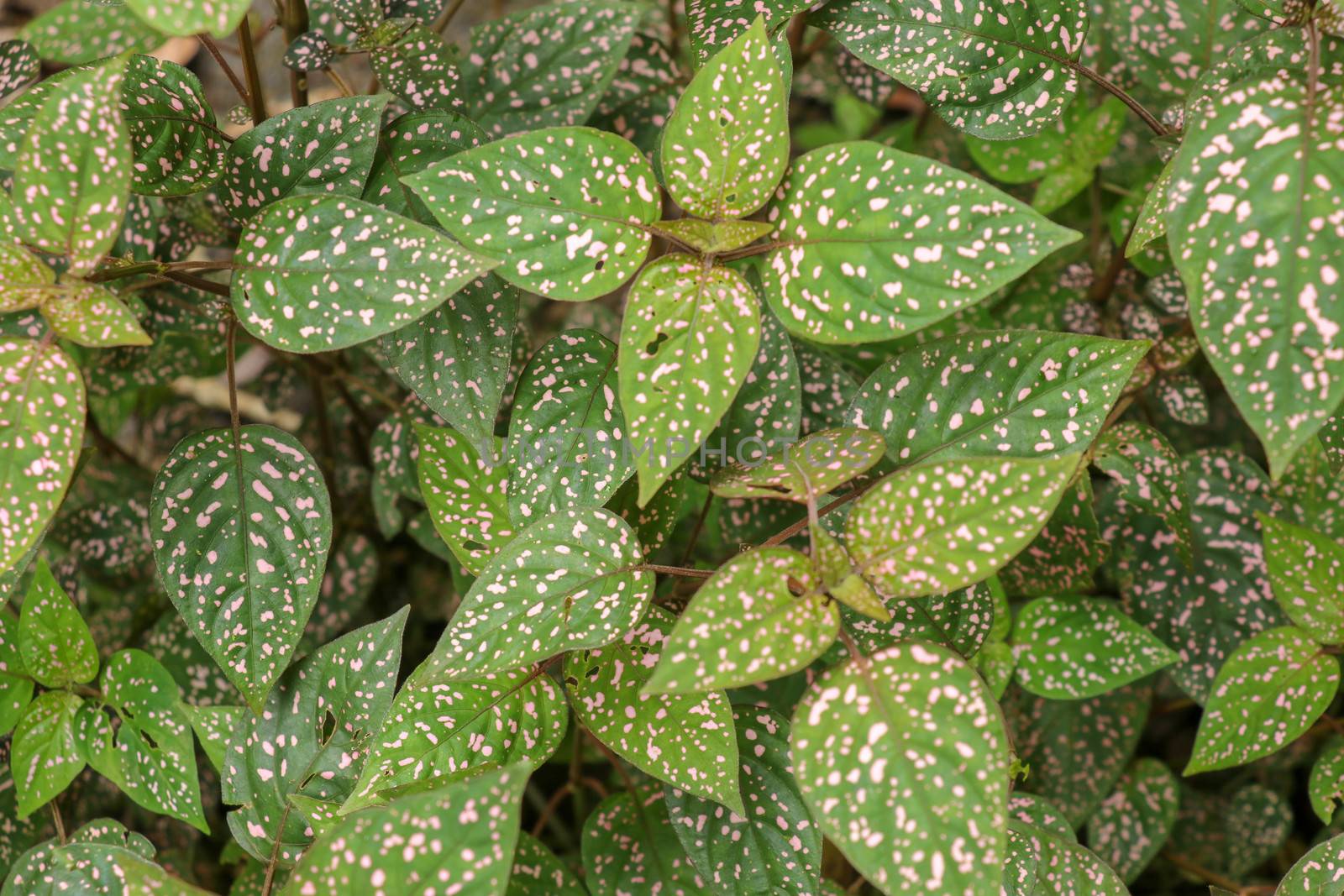 Hypoestes Phyllostachya with pink spotted leaves in tropical jungle, Bali island in Indonesia.Close up of ornamental leaf plant Polka Dot plant. Ornamental plant patterned foliage grown in rainforest.
