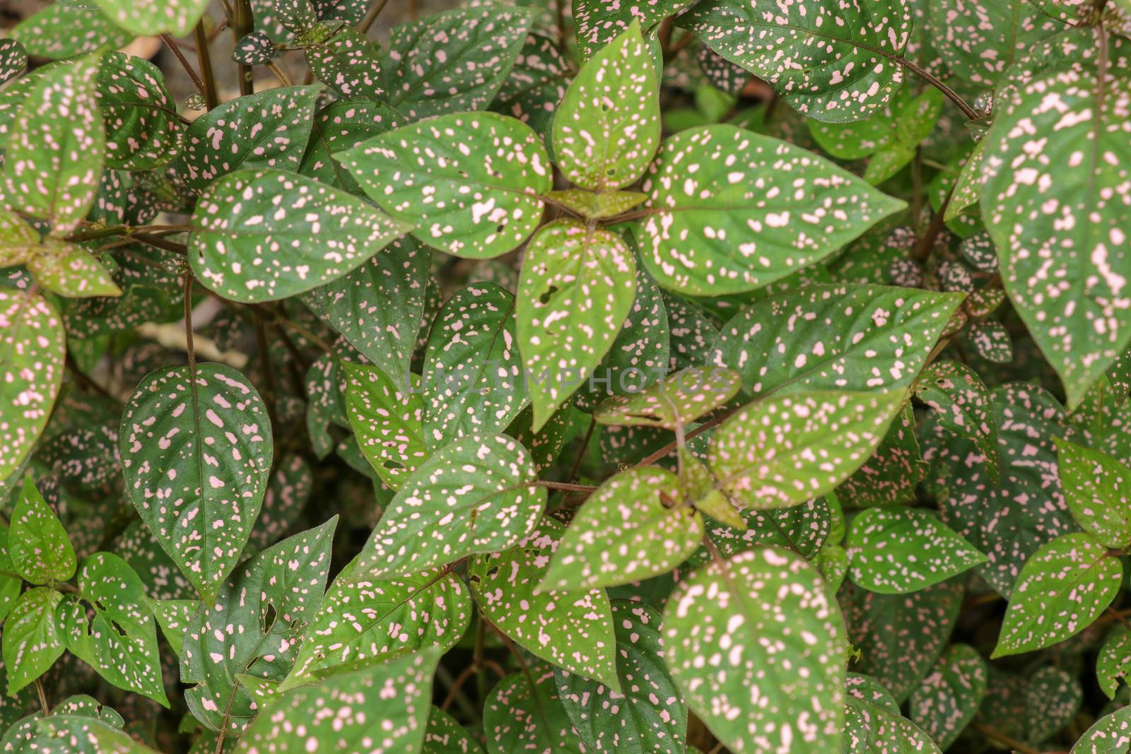 Hypoestes Phyllostachya with pink spotted leaves in tropical jungle, Bali island in Indonesia.Close up of ornamental leaf plant Polka Dot plant. Ornamental plant patterned foliage grown in rainforest.