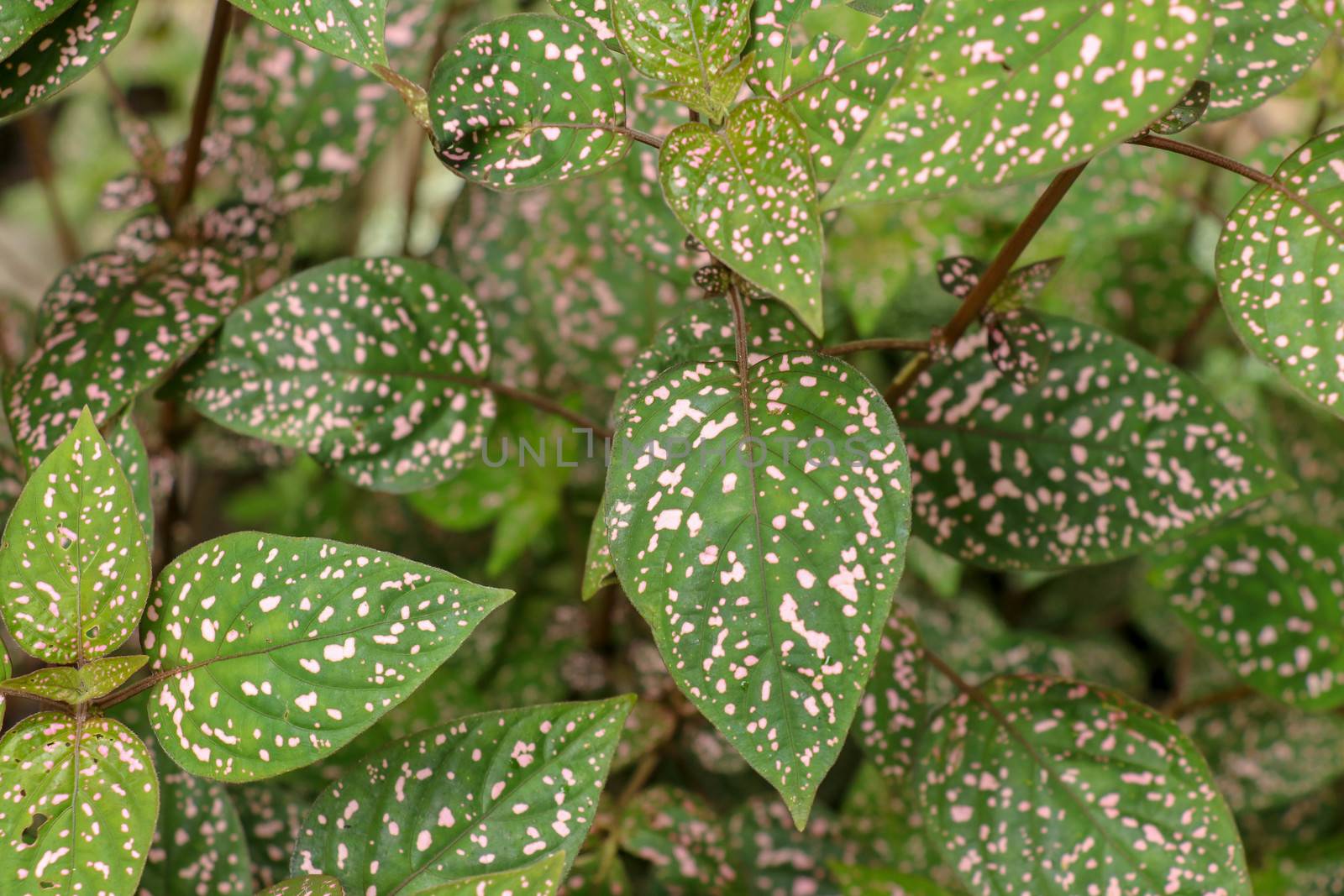 Hypoestes Phyllostachya with pink spotted leaves in tropical jungle, Bali island in Indonesia.Close up of ornamental leaf plant Polka Dot plant. Ornamental plant patterned foliage grown in rainforest.