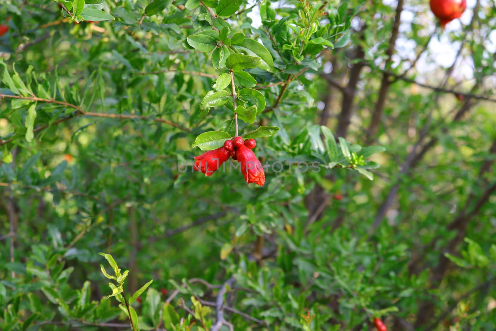 pomegranate flower image, HD background, royalty free image, pomegranate flower