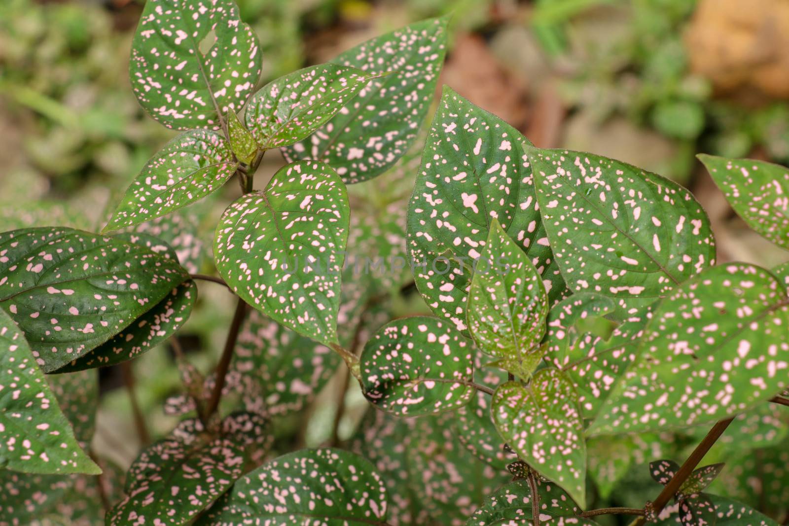 Hypoestes Phyllostachya with pink spotted leaves in tropical jungle, Bali island in Indonesia.Close up of ornamental leaf plant Polka Dot plant. Ornamental plant patterned foliage grown in rainforest.