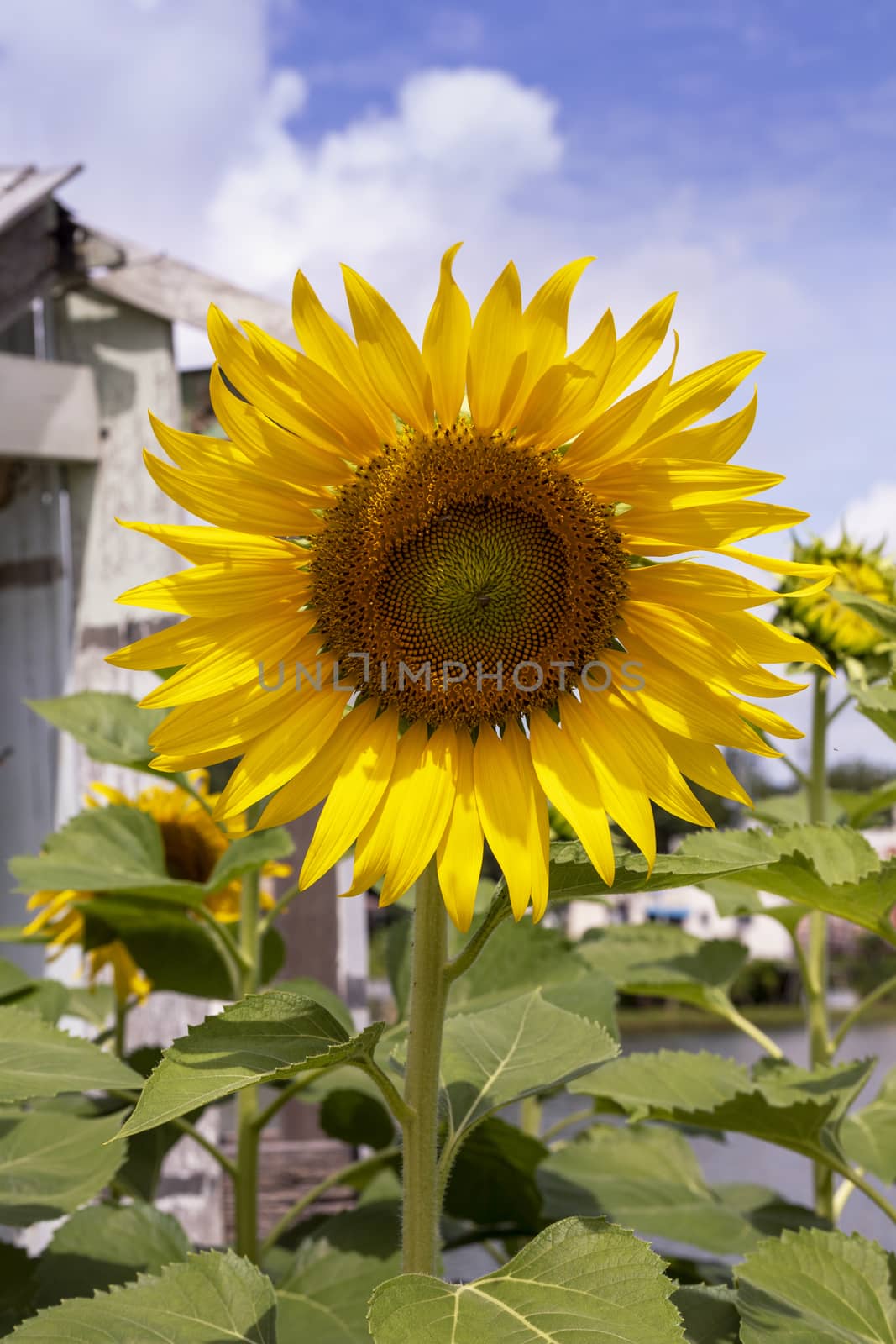 Flower sunflower in the garden. With copy space for text or design.