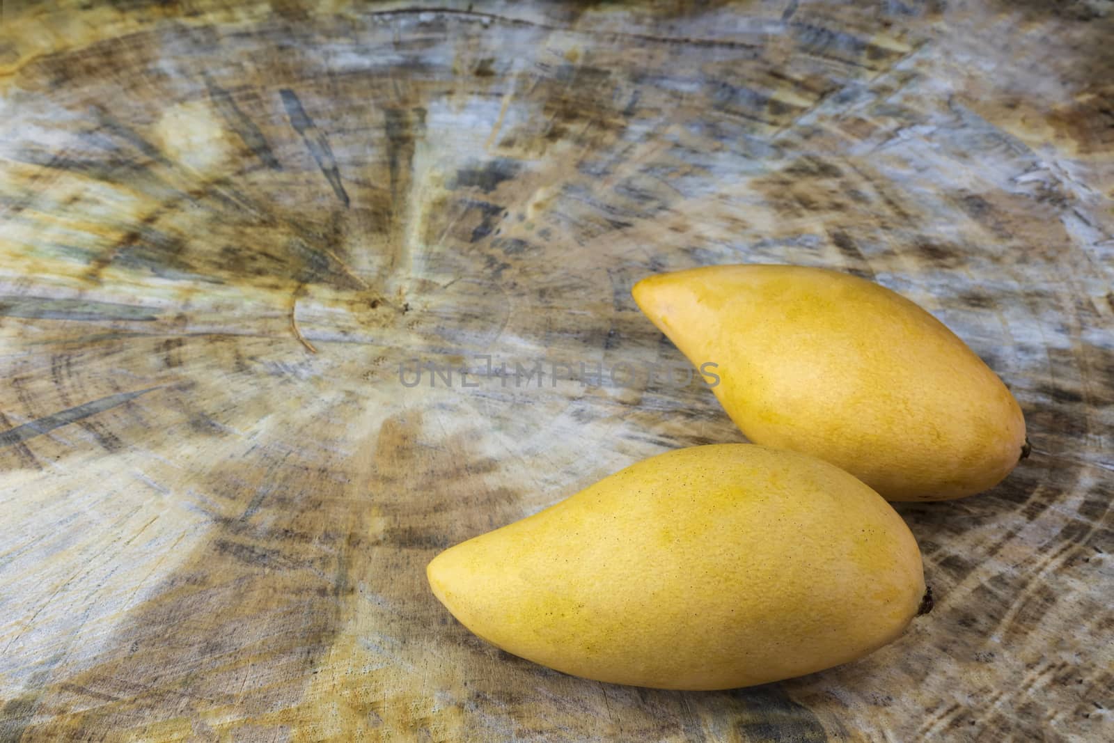 Close up Yellow Fresh mangos on real wood table. Mango tropical fruit on wood background. 2 mango on table with copy space .