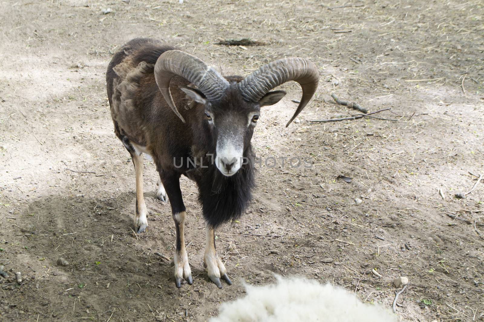 Mouflon or ovis orientalis, forest horned animal in organic animal farm.