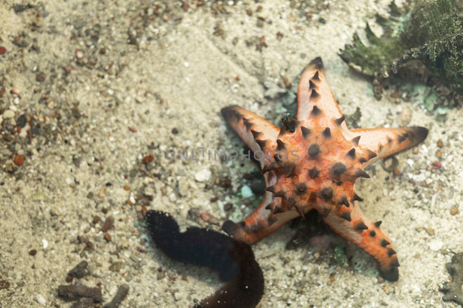 starfish in water sea with sand and little rock background. with copy space for text or design.