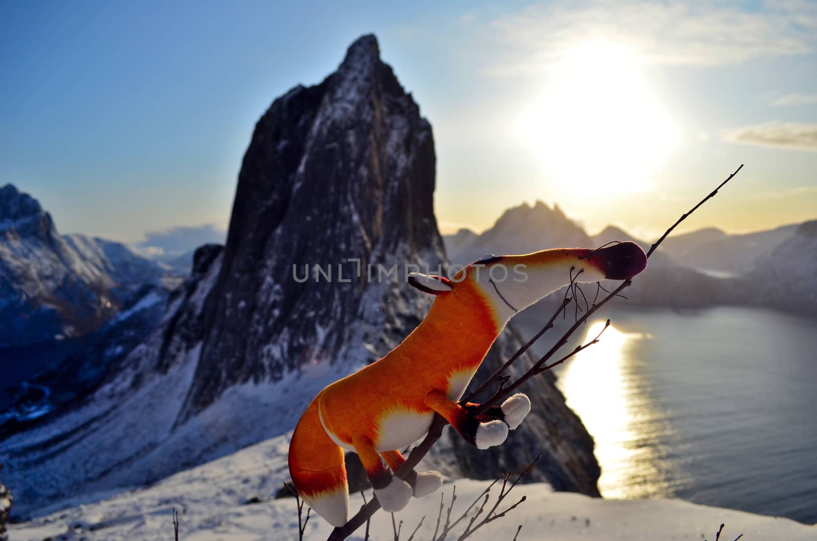 Puppet fox has reached the top of mountain with beautiful view on the rock