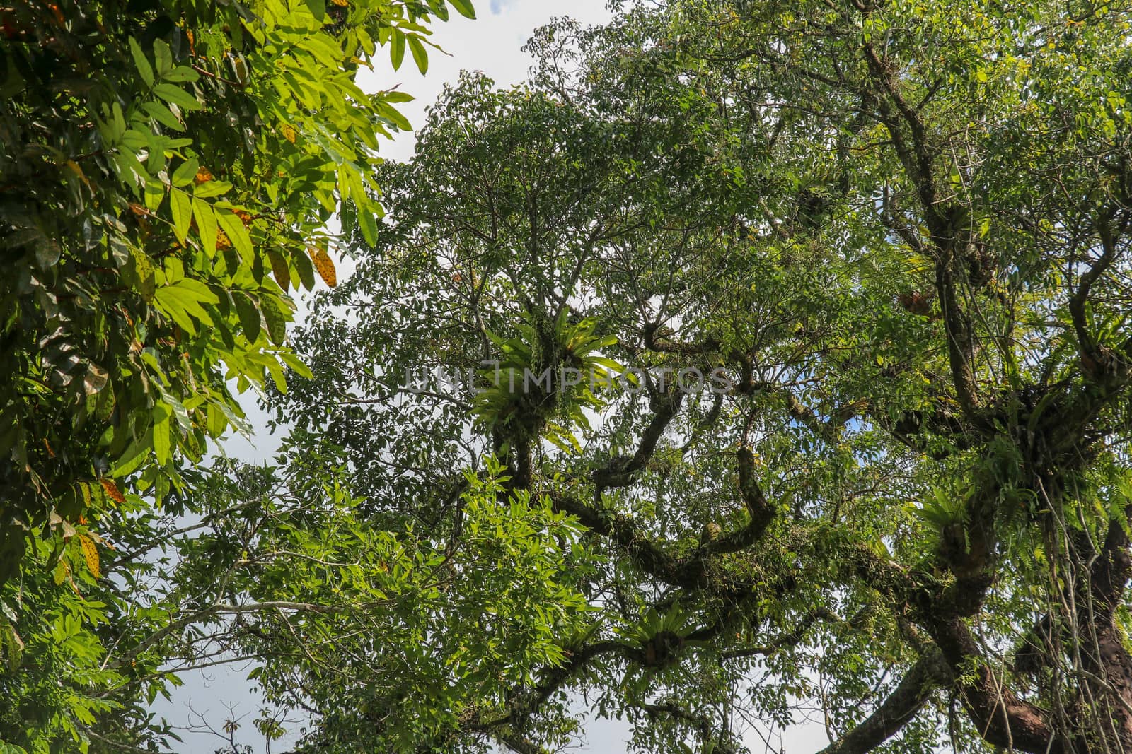Asplenium Nidus parasites on branches in the crown of a huge tropical tree. Green leaves of Asplenium nidus. Bird's Nest Fern is an epiphytic species of fern in the family Aspleniaceae.