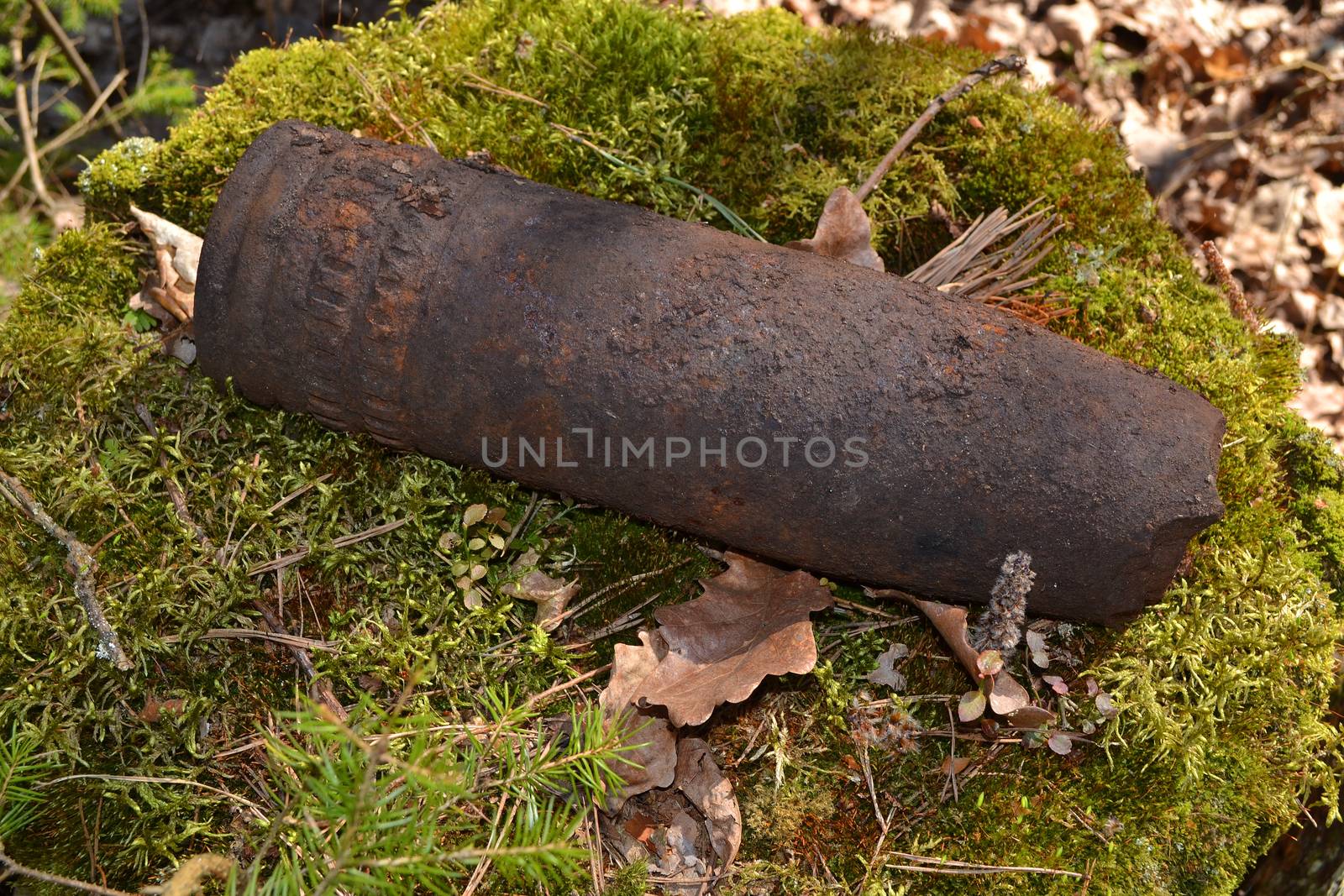 Concept of danger: close up of old whizbang, artillery rusty whizzbang high explosive of the Second World War in thicket forest of Belarus