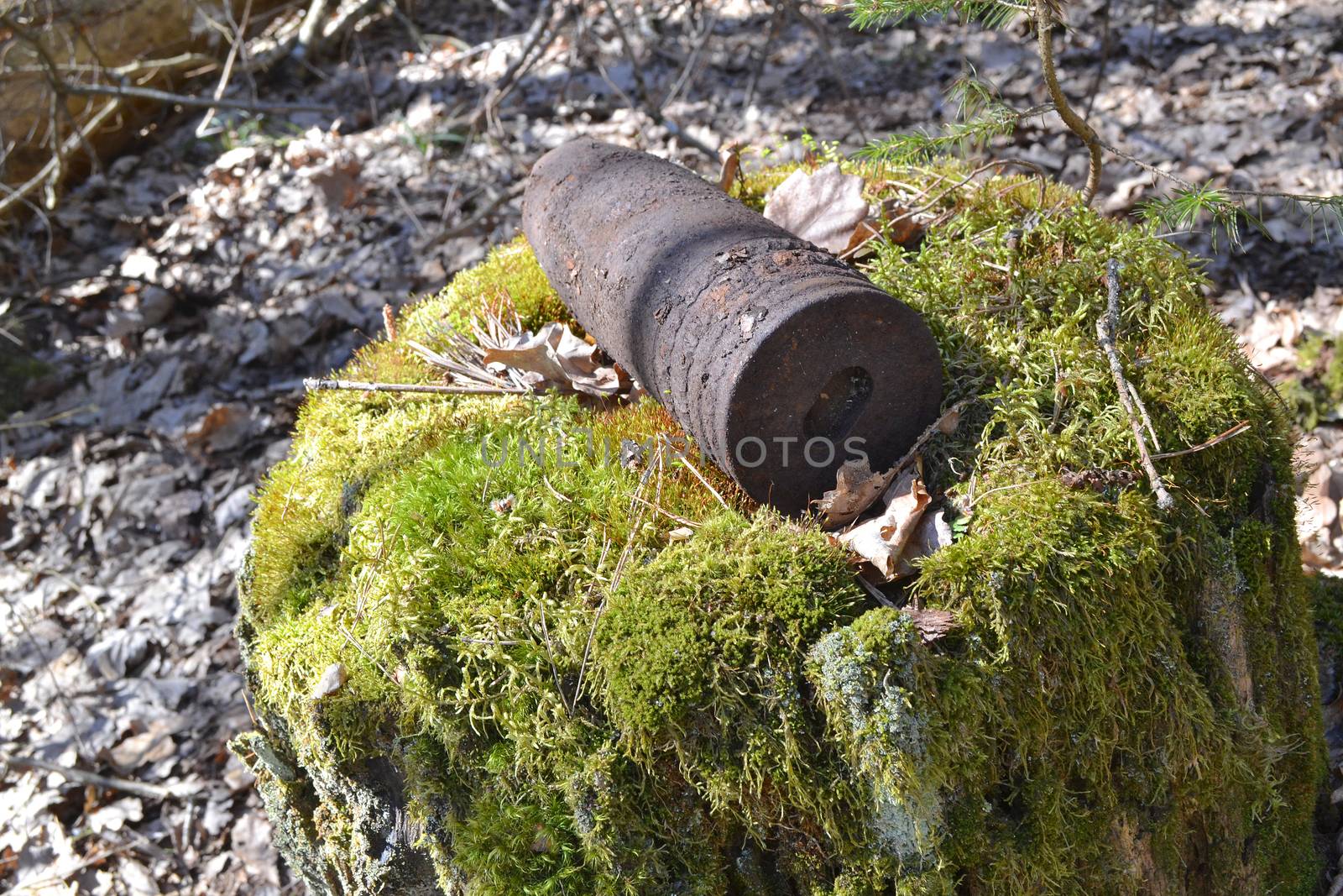 Artillery rusty whizzbang high explosive of the Second World War on stump in thicket forest of Belarus, concept of danger, old whizbang