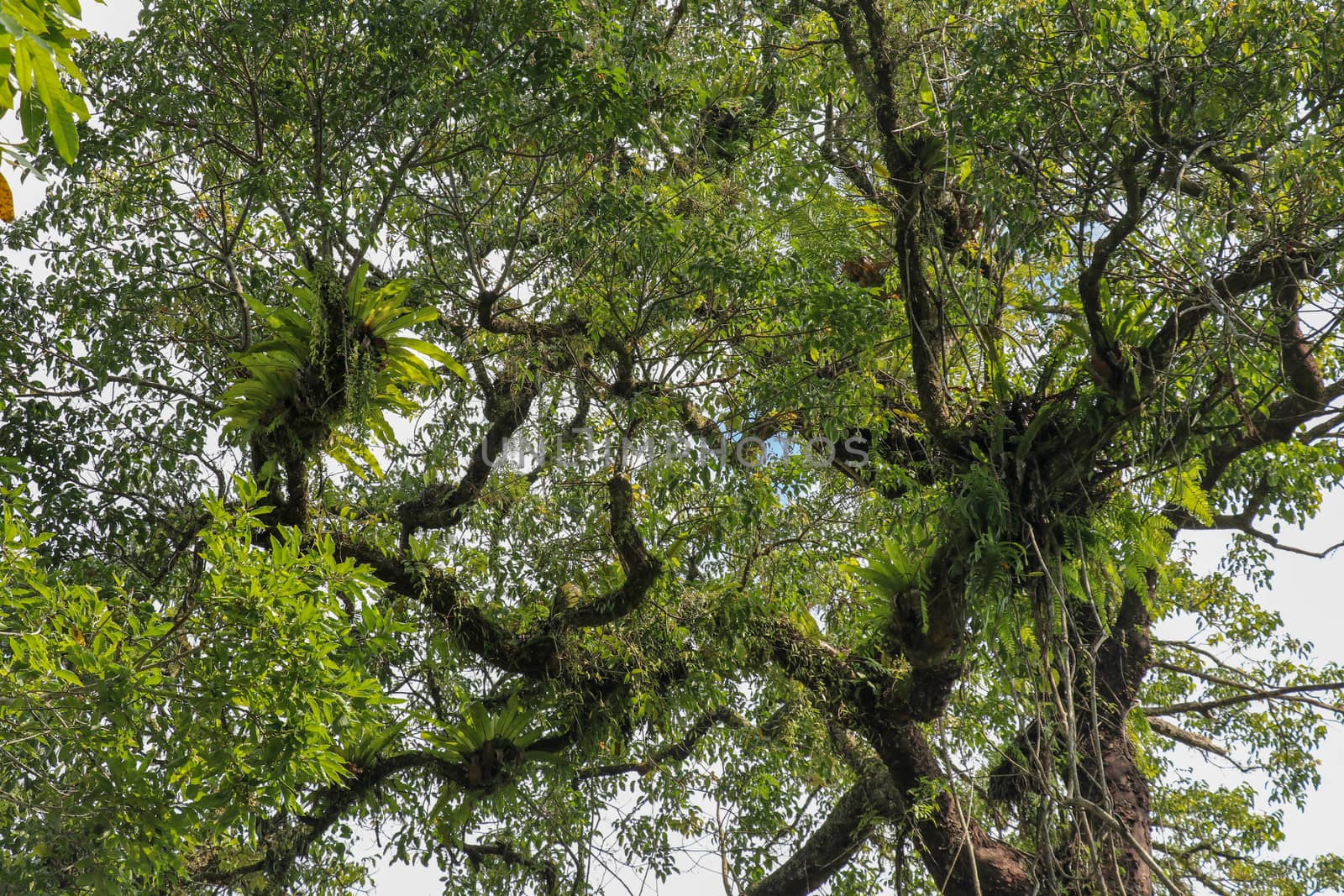 Asplenium Nidus parasites on branches in the crown of a huge tropical tree. Green leaves of Asplenium nidus. Bird's Nest Fern is an epiphytic species of fern in the family Aspleniaceae.