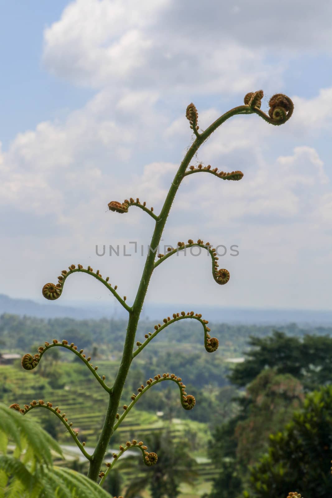 Young leaves Cyathea Arborea are rolled up and as they grow they unroll until they reach their horizontal position. West Indian treefern are produced in small sporangia on bottom side of their leaves