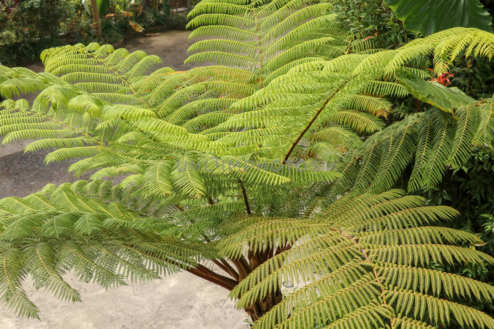 Top view of youg tropical tree Cyathea Arborea. Close up of branches of West Indian treefern. Tree fern, Cyathea arborea, and tropical vegetation in a misty forest. Best background for your project.