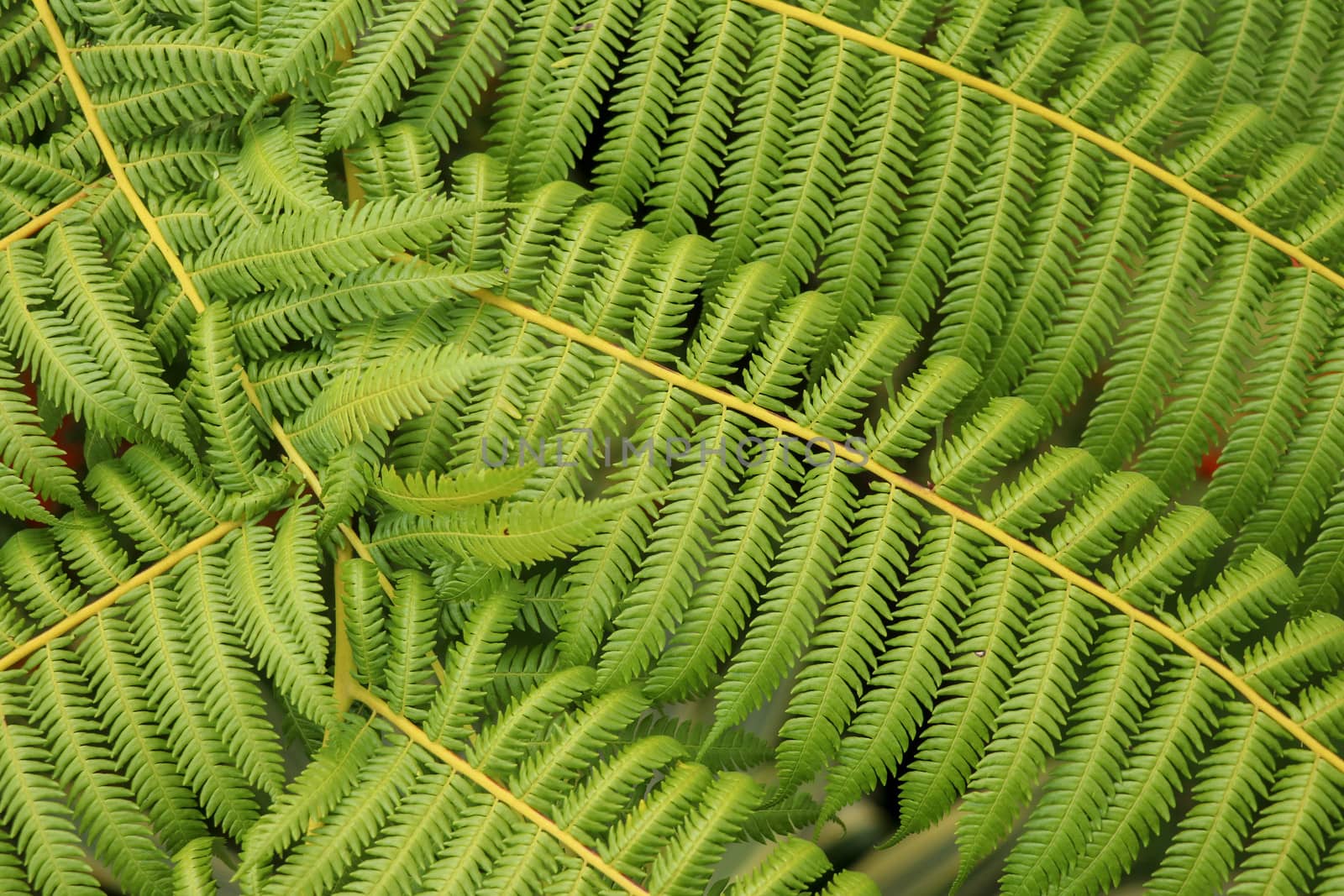 Top view of youg tropical tree Cyathea Arborea. Close up of branches of West Indian treefern. Tree fern, Cyathea arborea, and tropical vegetation in a misty forest. Best background for your project.