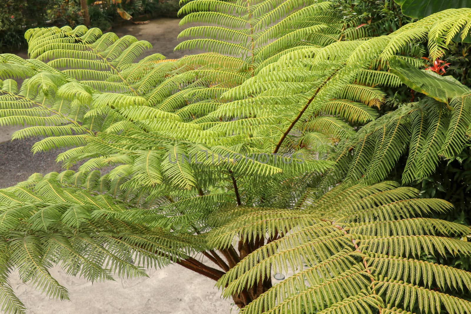 Top view of youg tropical tree Cyathea Arborea. Close up of branches of West Indian treefern. Tree fern, Cyathea arborea, and tropical vegetation in a misty forest. Best background for your project.