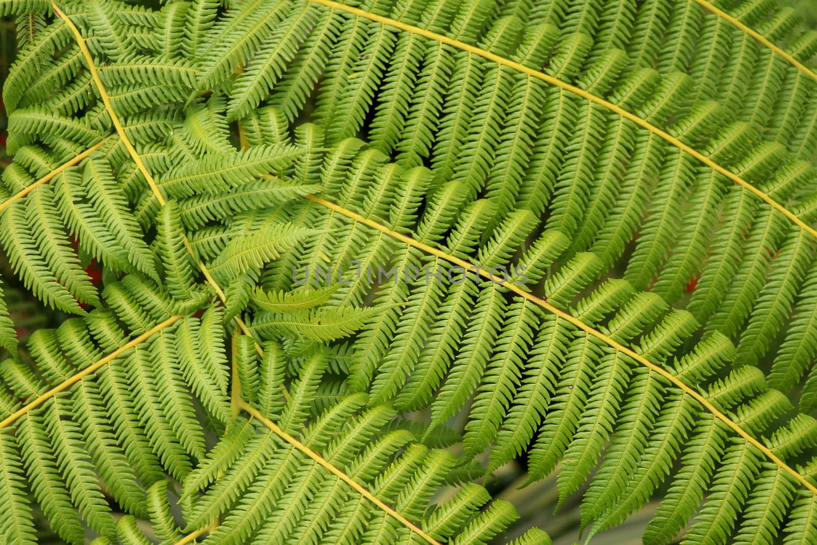 Top view of youg tropical tree Cyathea Arborea. Close up of branches of West Indian treefern. Tree fern, Cyathea arborea, and tropical vegetation in a misty forest. Best background for your project.