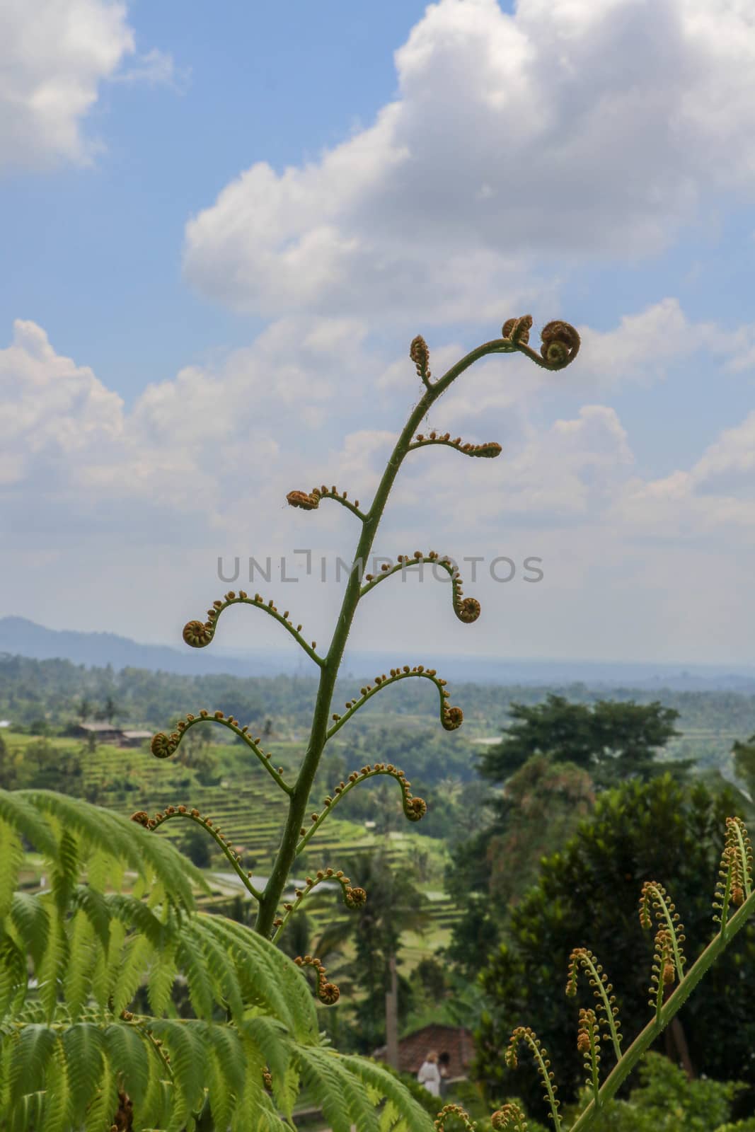 Young leaves Cyathea Arborea are rolled up and as they grow they unroll until they reach their horizontal position. West Indian treefern are produced in small sporangia on bottom side of their leaves