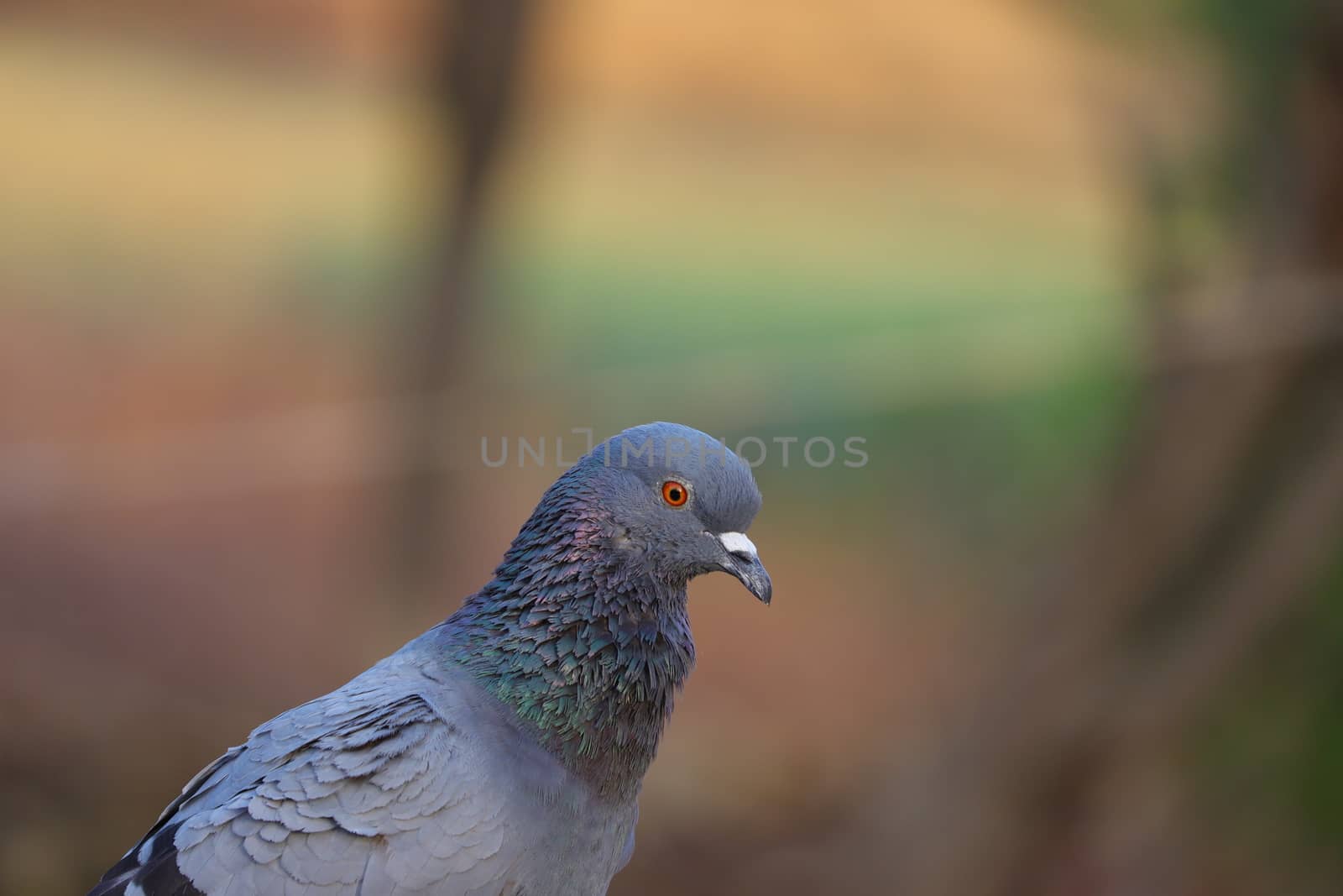 royalty free pigeon image, rock pigeon photography