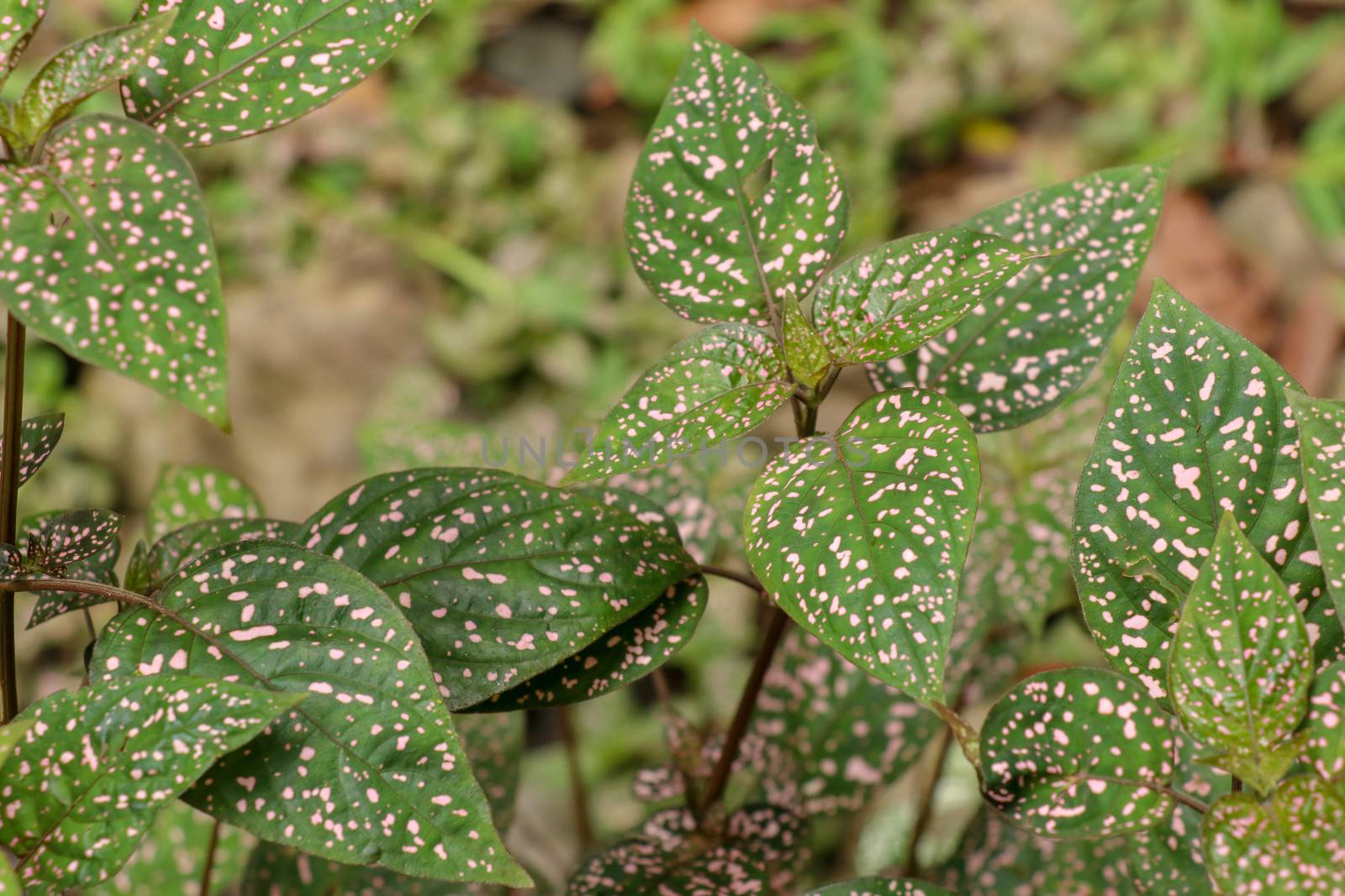 Hypoestes Phyllostachya with pink spotted leaves in tropical jungle, Bali island in Indonesia.Close up of ornamental leaf plant Polka Dot plant. Ornamental plant patterned foliage grown in rainforest.