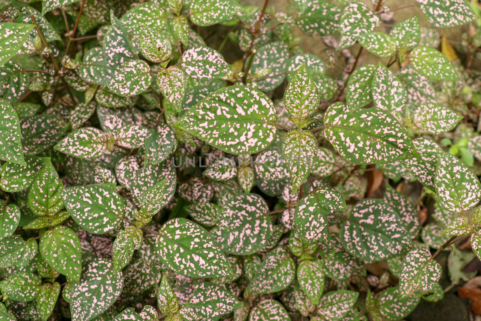 Hypoestes Phyllostachya with pink spotted leaves in tropical jungle, Bali island in Indonesia.Close up of ornamental leaf plant Polka Dot plant. Ornamental plant patterned foliage grown in rainforest.