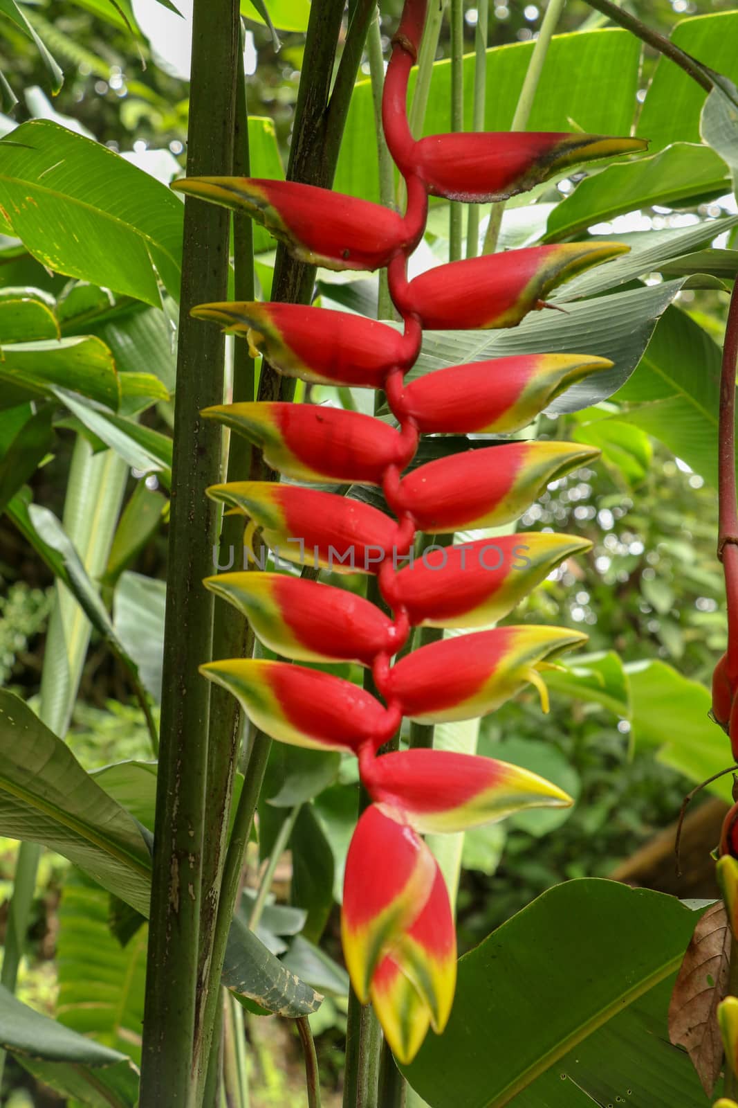 Close up of Heliconia Rostrata inflorescence wild plantains. Beautiful Red lobster-claws flower in a garden. Common names for the genus include Hanging lobster claw or False bird of paradise.