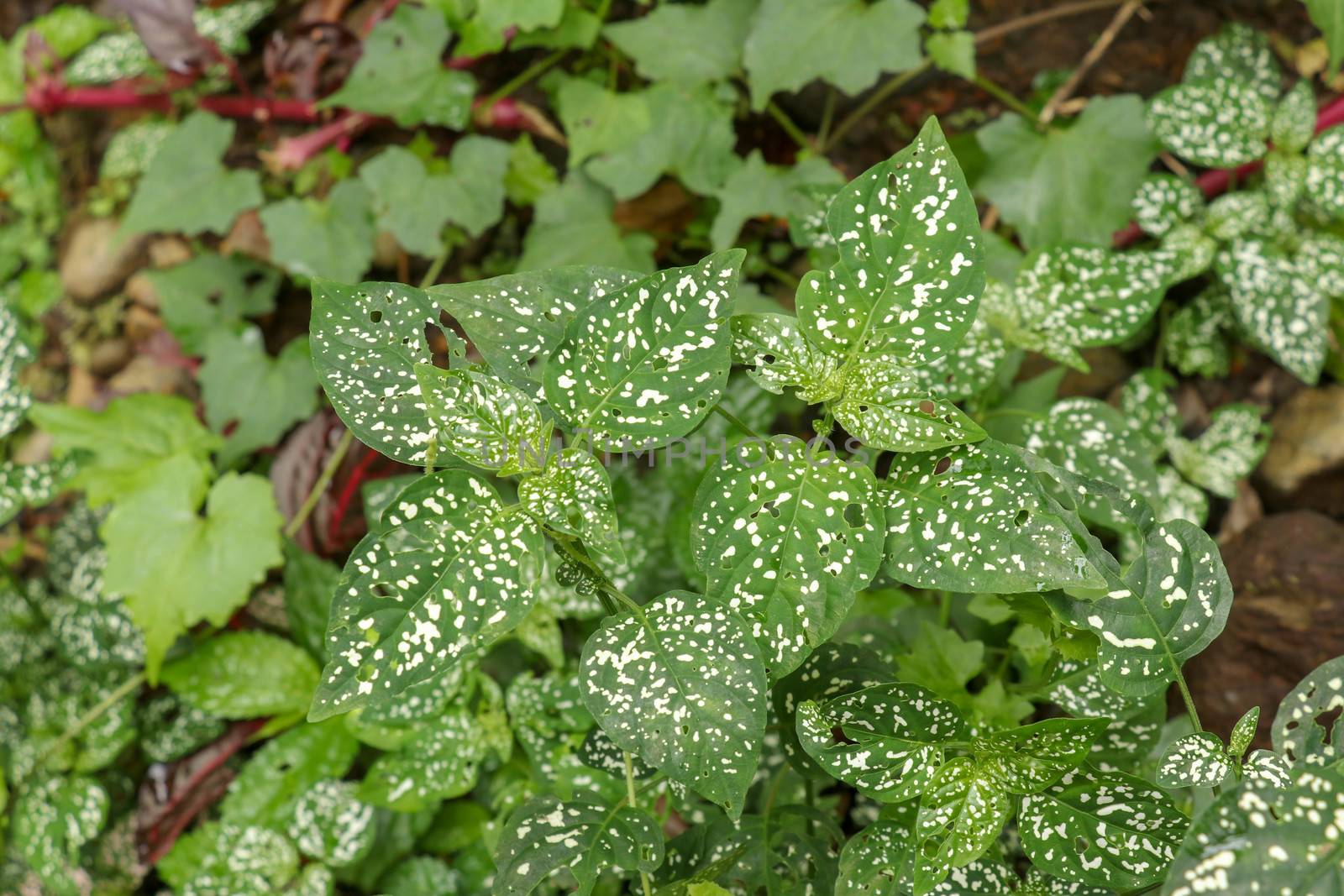 Hypoestes Phyllostachya with pink spotted leaves in tropical jungle, Bali island in Indonesia.Close up of ornamental leaf plant Polka Dot plant. Ornamental plant patterned foliage grown in rainforest.