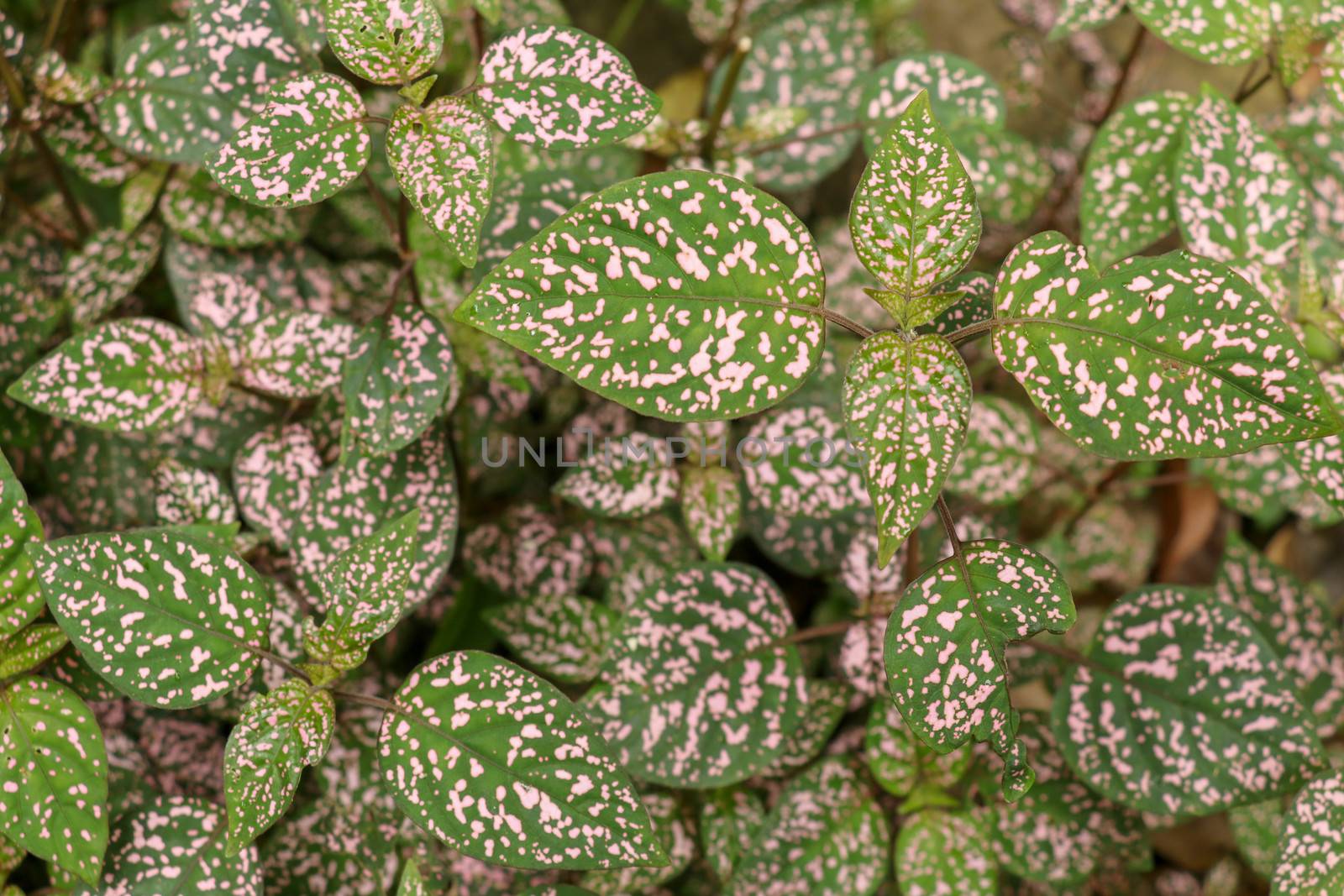 Hypoestes Phyllostachya with pink spotted leaves in tropical jungle, Bali island in Indonesia.Close up of ornamental leaf plant Polka Dot plant. Ornamental plant patterned foliage grown in rainforest.